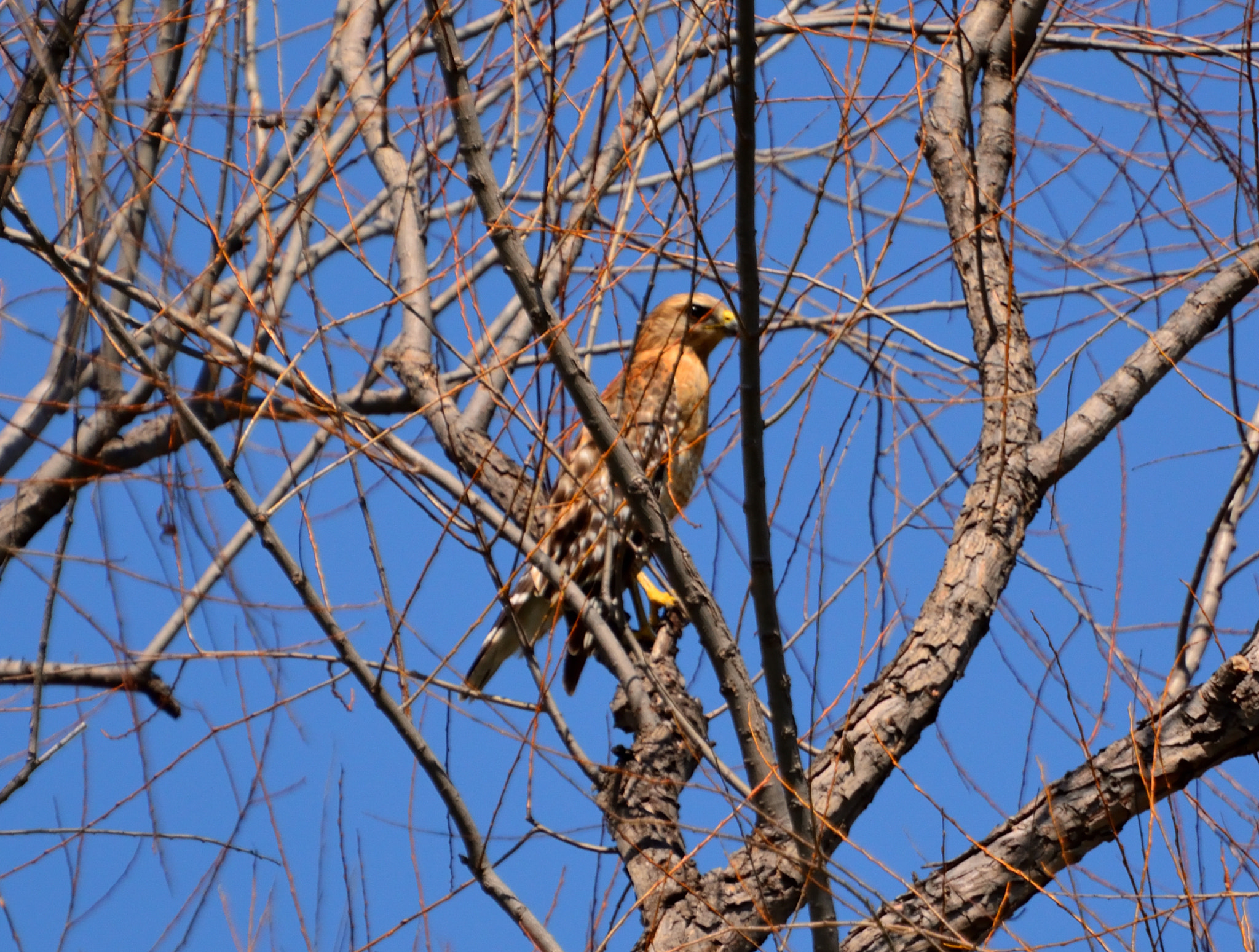 Nikon D5200 sample photo. Raptor noon 04 photography