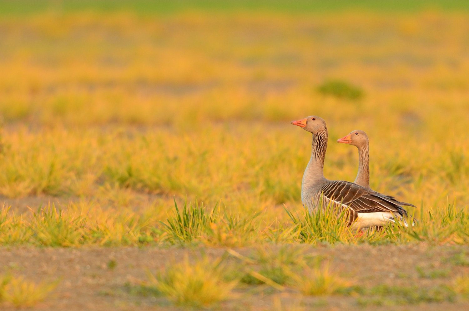 Nikon AF-S Nikkor 500mm F4G ED VR sample photo. Goose photography