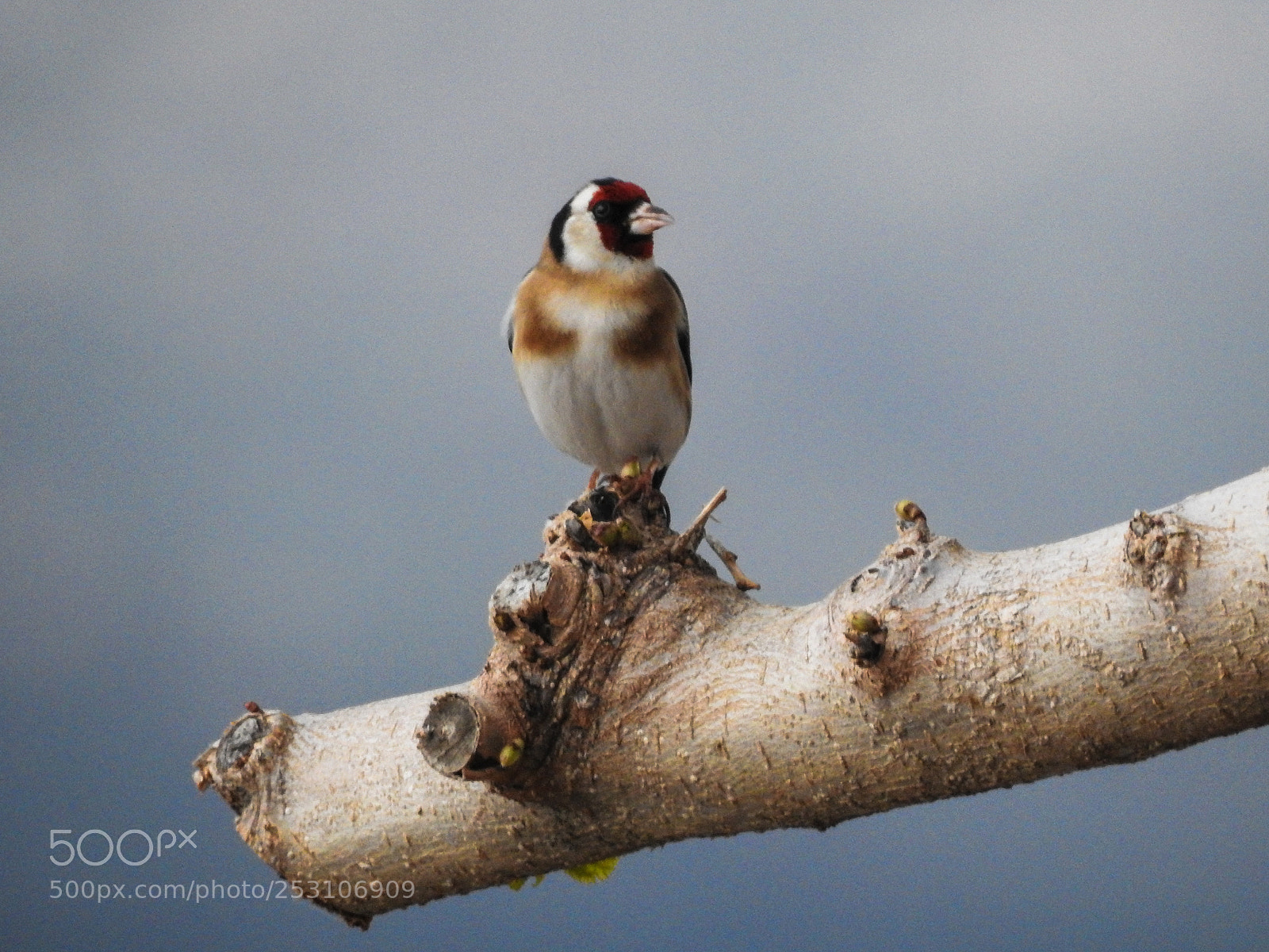 Nikon Coolpix P900 sample photo. Goldfinch (carduelis carduelis) photography