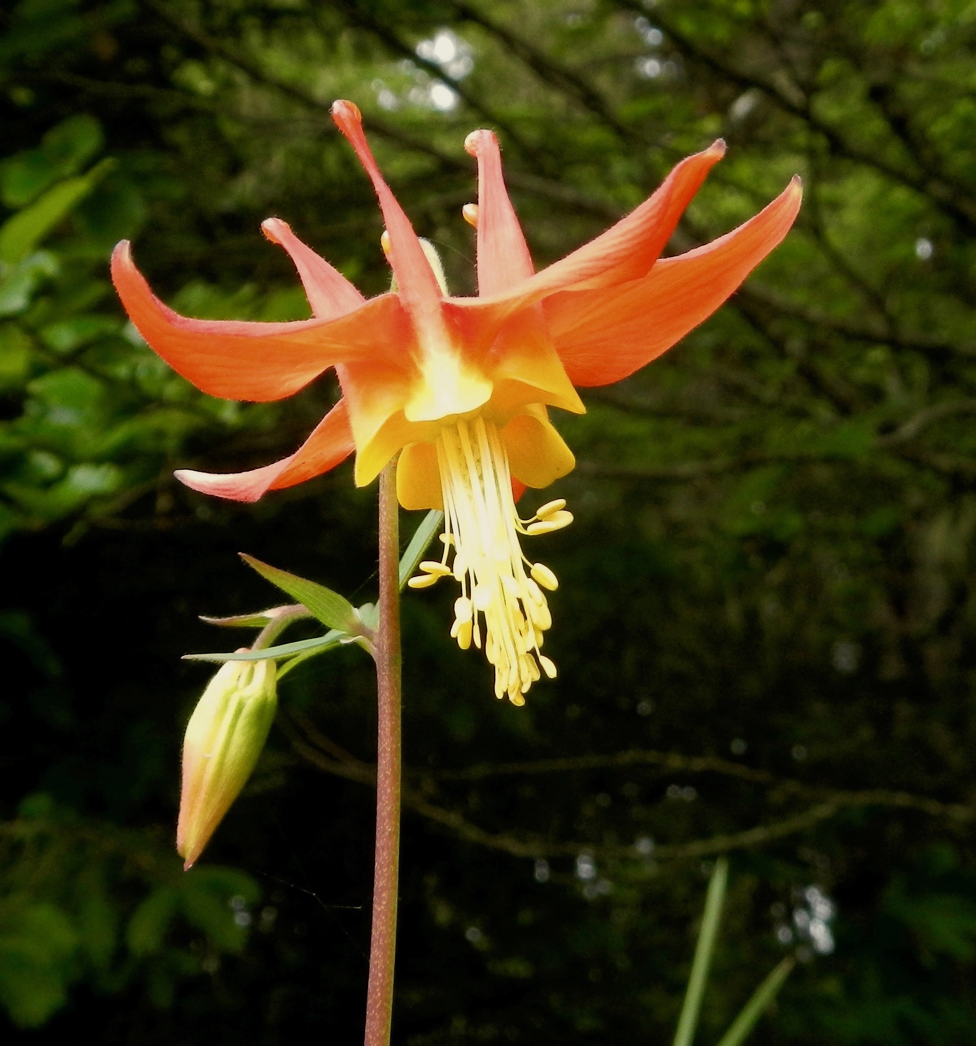 Nikon Coolpix AW100 sample photo. Red columbine photography