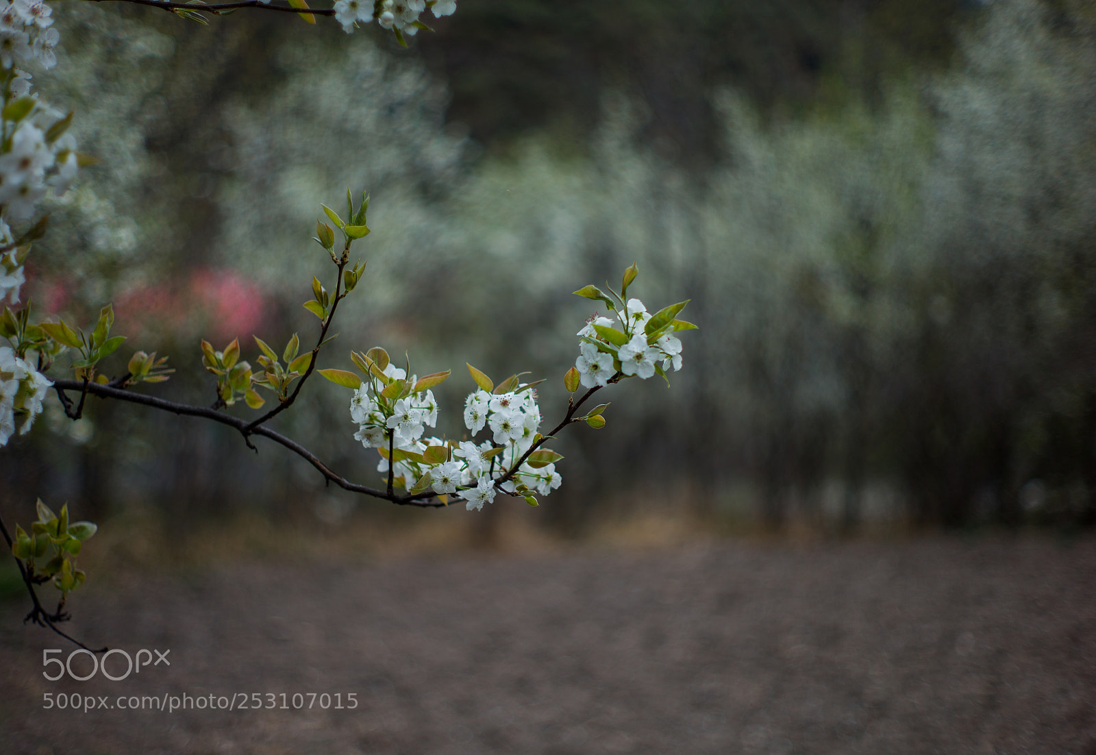 Leica M9 sample photo. Untitled photography