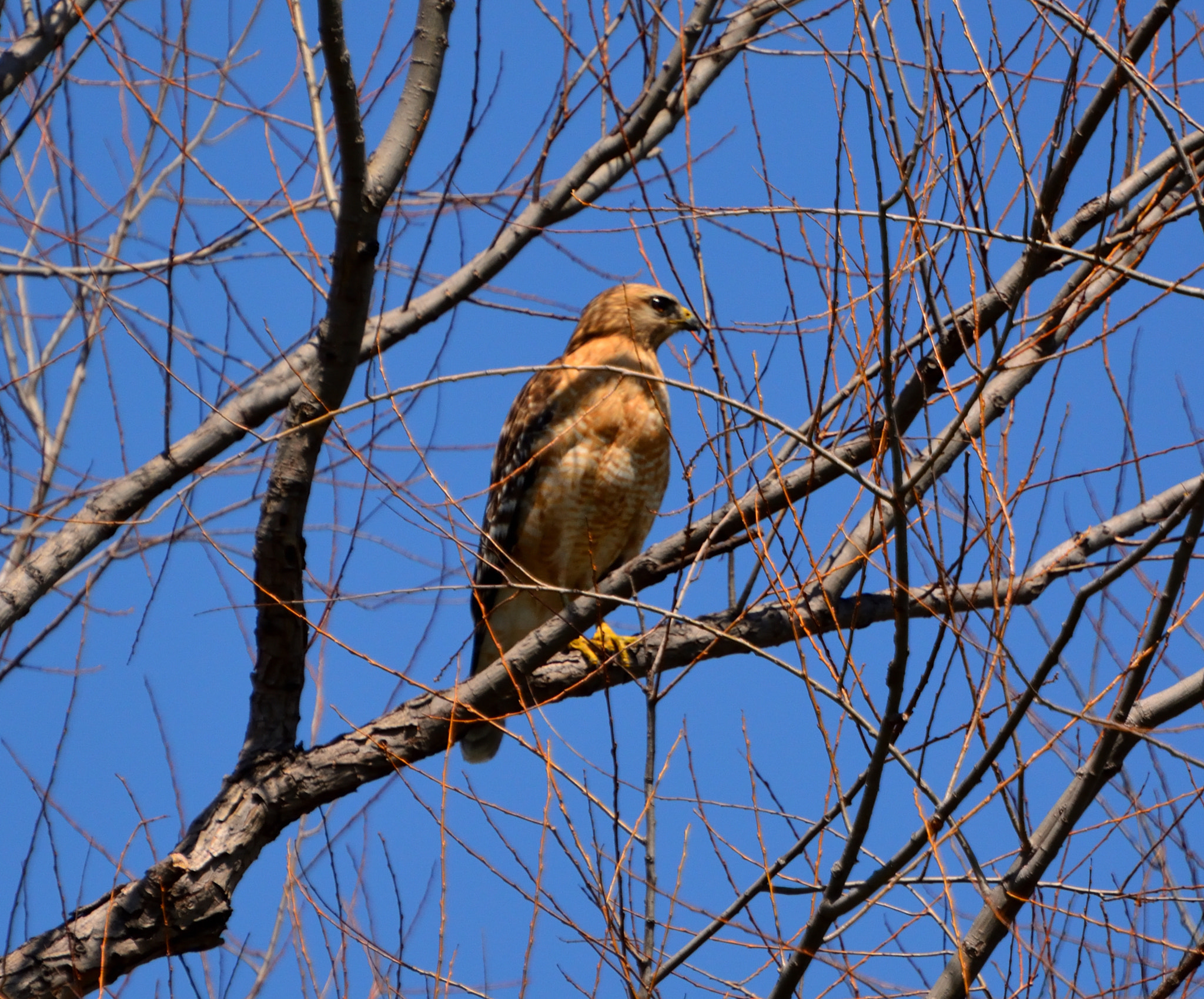 Nikon D5200 sample photo. Raptor noon 05 photography