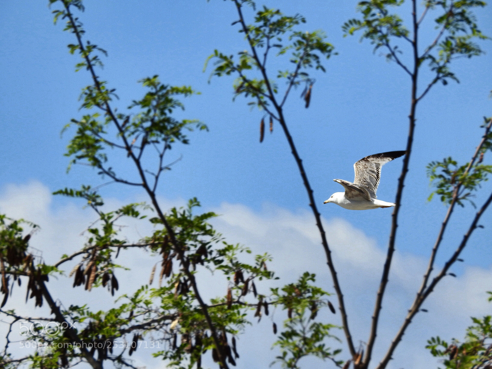Nikon Coolpix P900 sample photo. Boring seagull photography