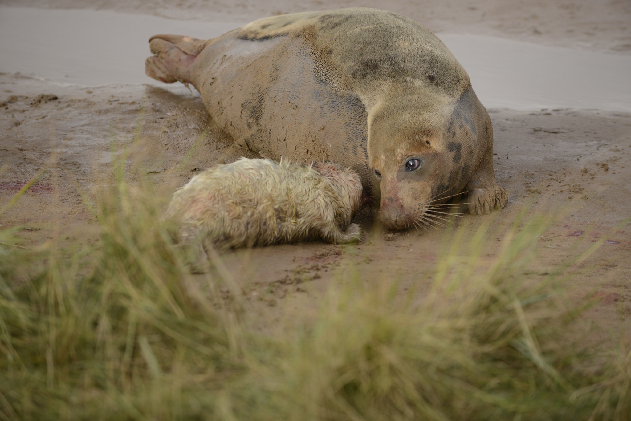 Nikon D800 sample photo. Seals photography
