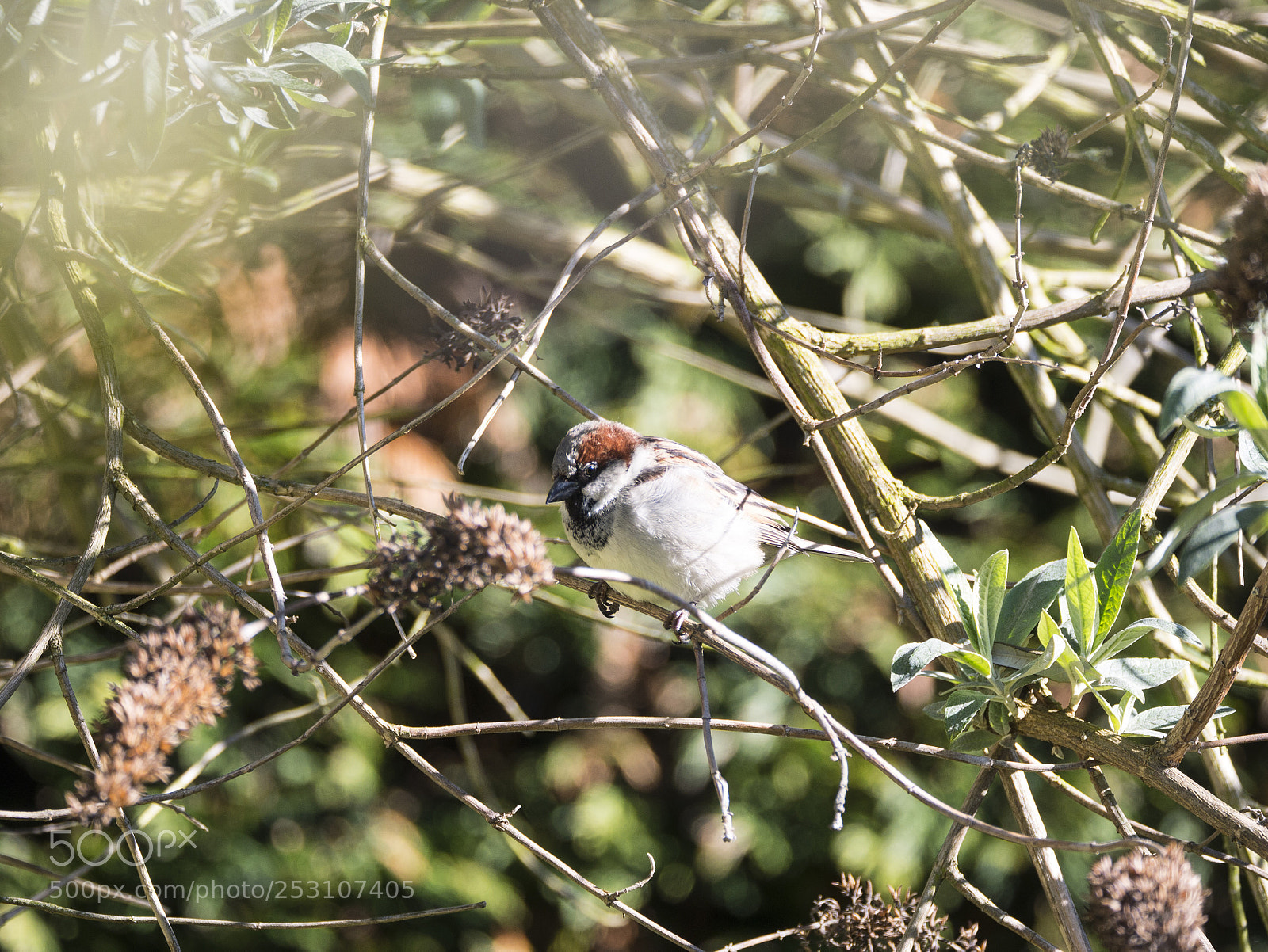 Panasonic Lumix DMC-G85 (Lumix DMC-G80) sample photo. Sparrow  photography