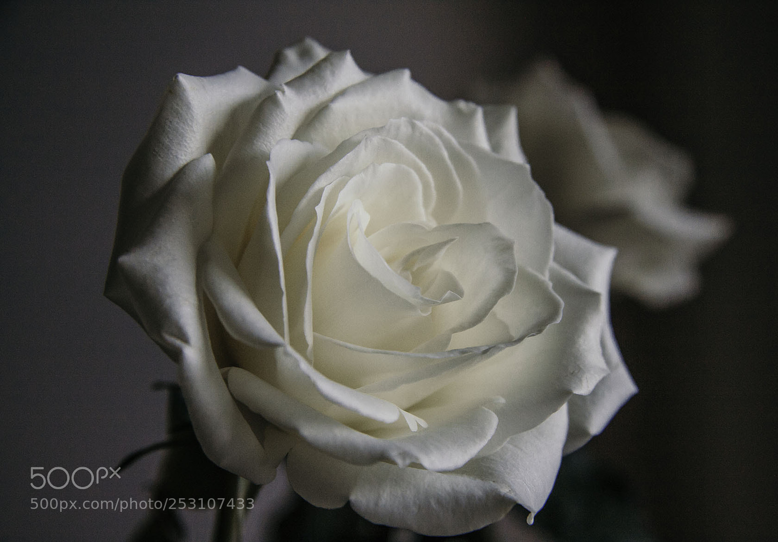 Canon EOS 50D sample photo. Roses for thumbelina photography
