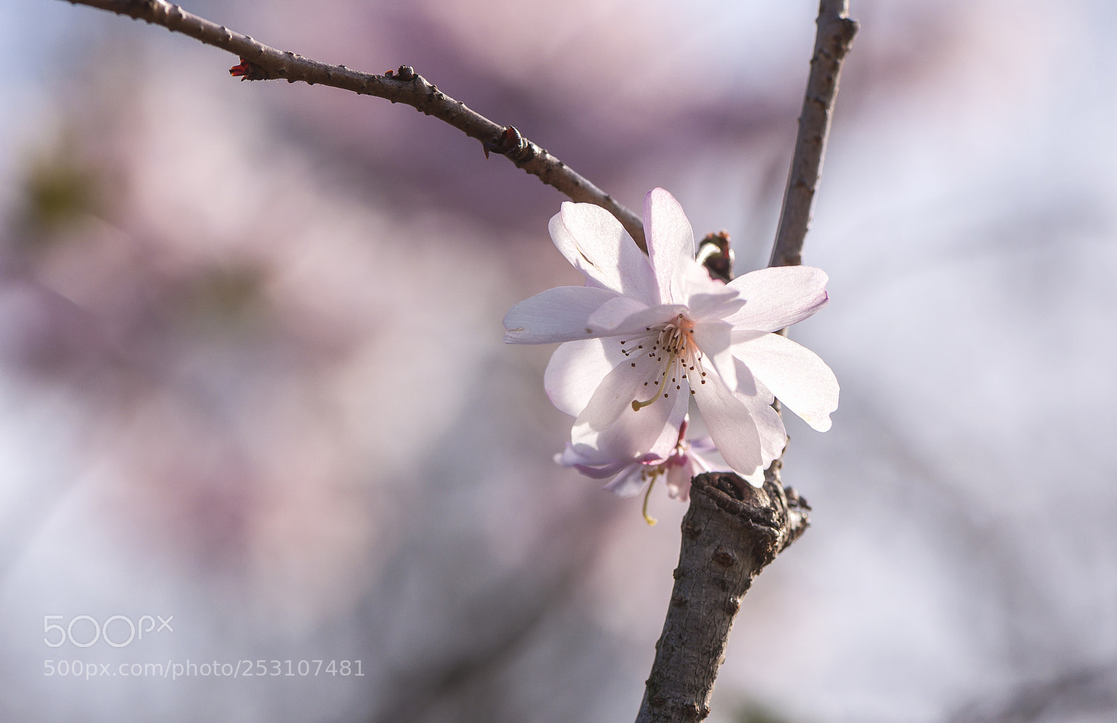 Nikon D90 sample photo. Blooming tree branches photography