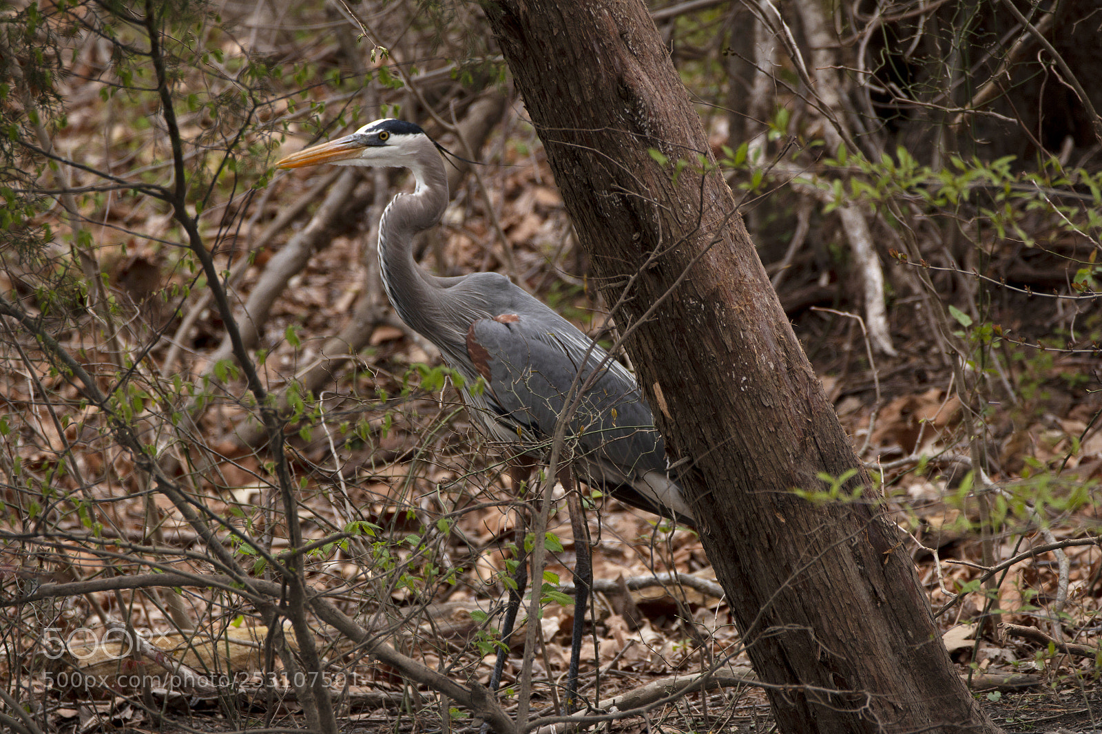 Canon EOS 70D sample photo. Young great blue heron photography