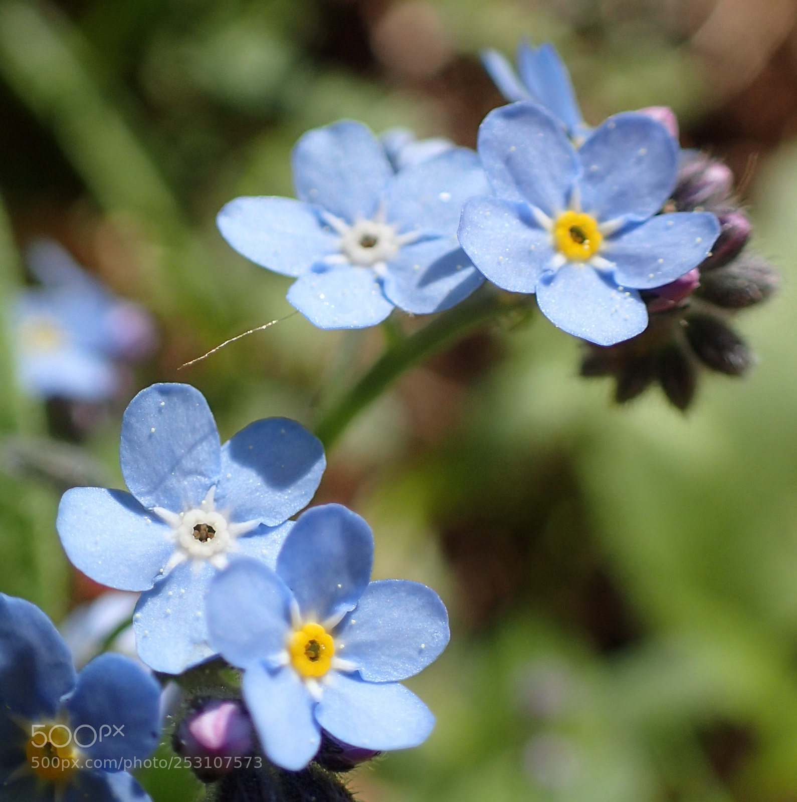Olympus TG-4 sample photo. Blue tiny spring flowers photography