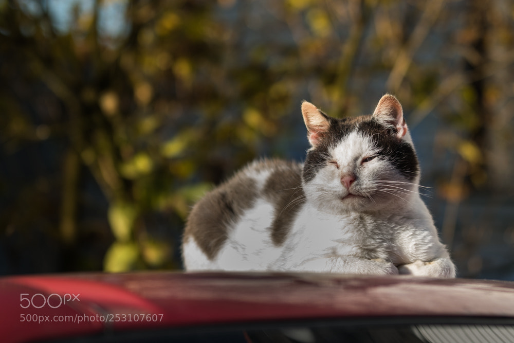 Nikon D3300 sample photo. My neighbour photography