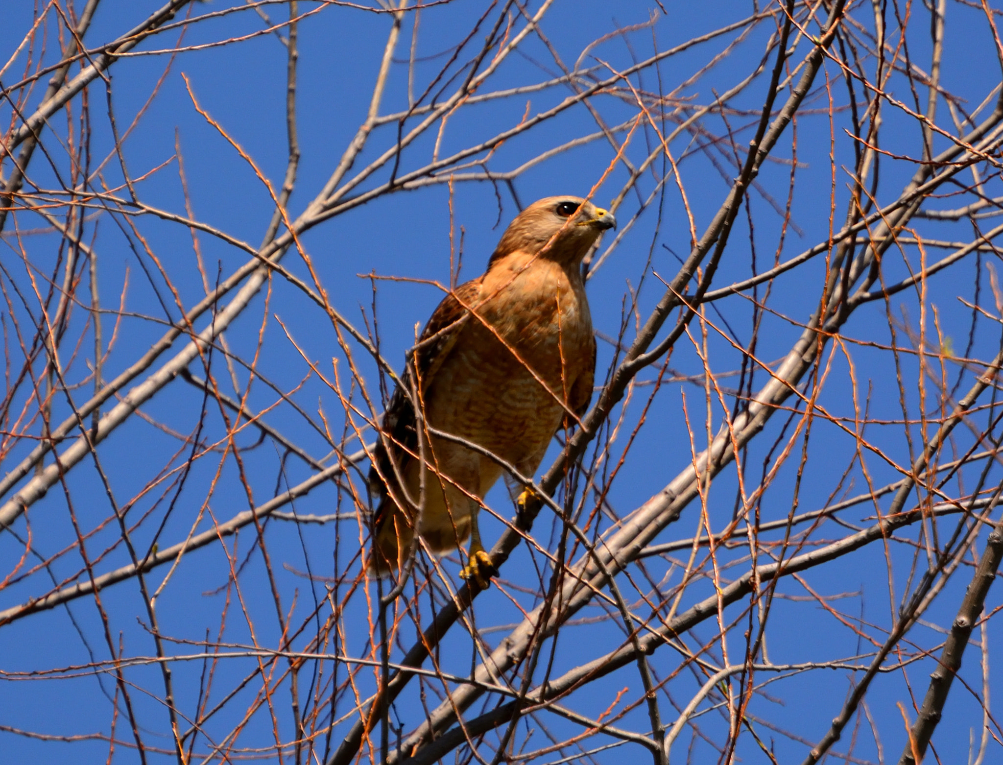 Nikon D5200 sample photo. Raptor noon 06 photography