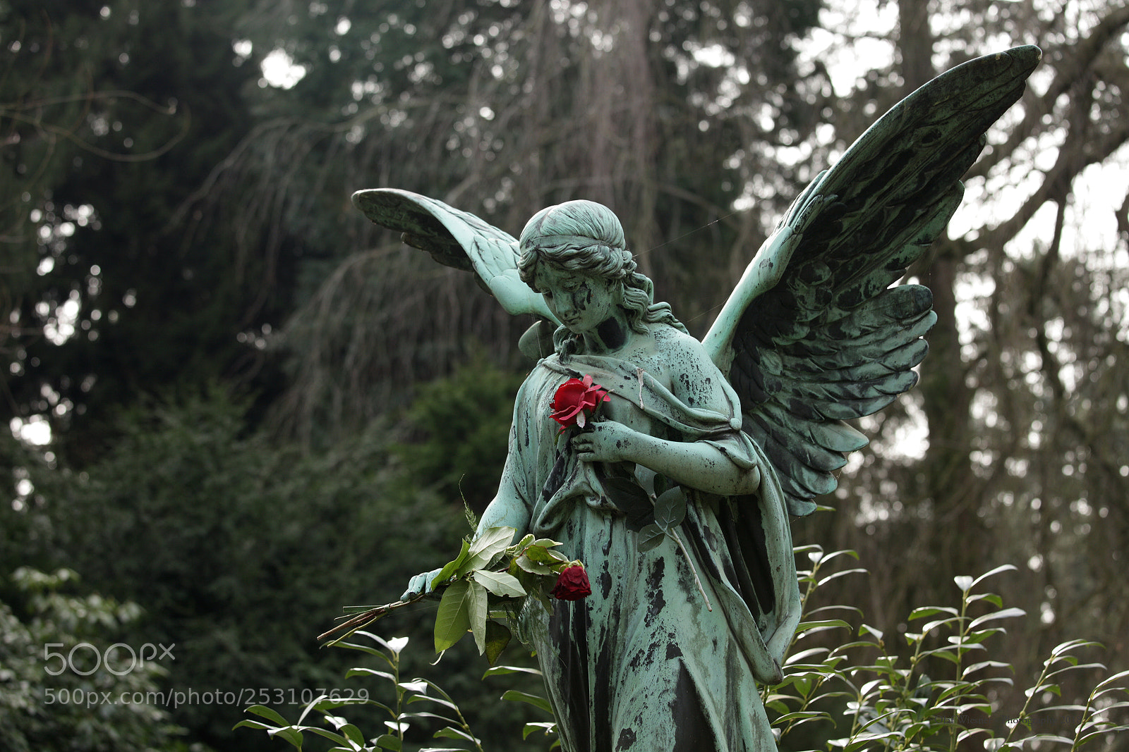 Canon EOS 5D Mark II sample photo. Angel & rose photography