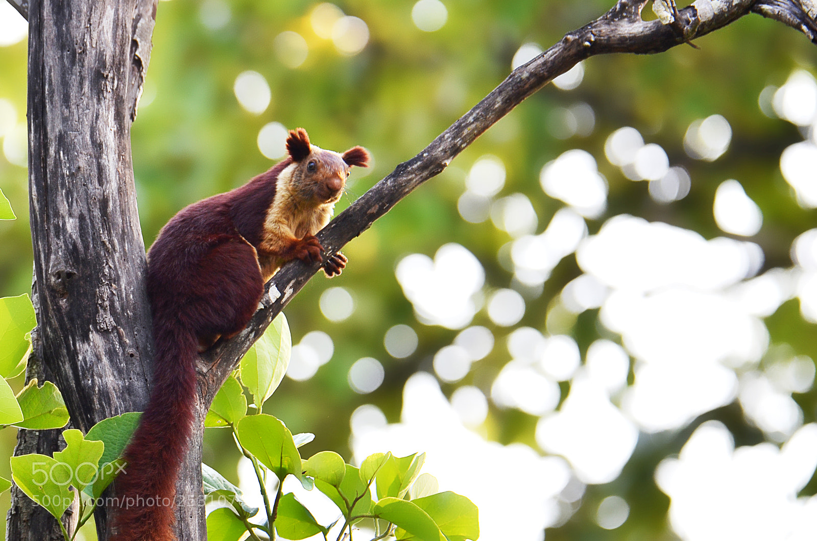 Nikon D7000 sample photo. Indian giant squirrel photography