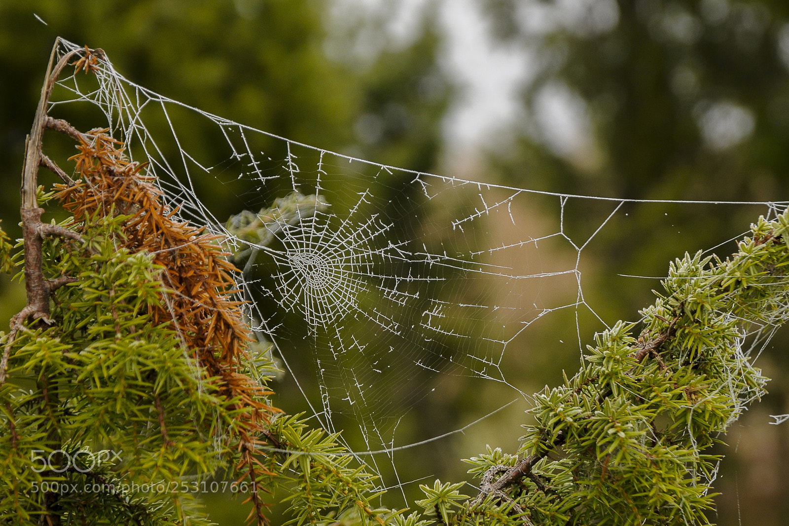 Nikon D300 sample photo. Frost-covered spiderweb photography