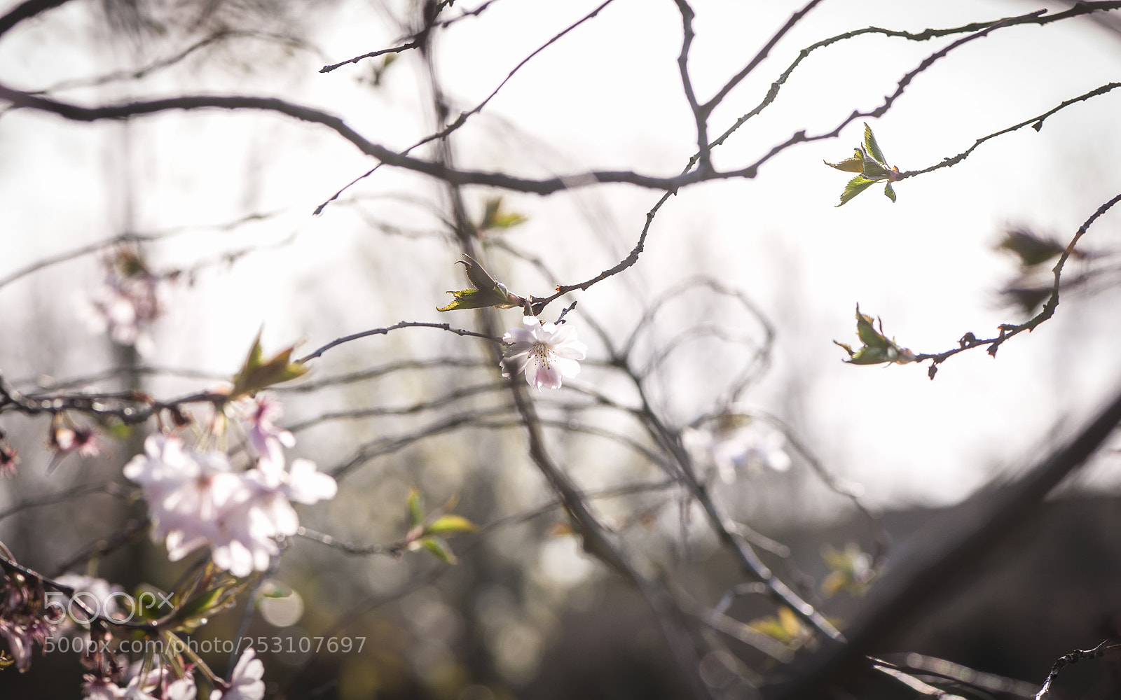 Nikon D90 sample photo. Blooming tree branches photography