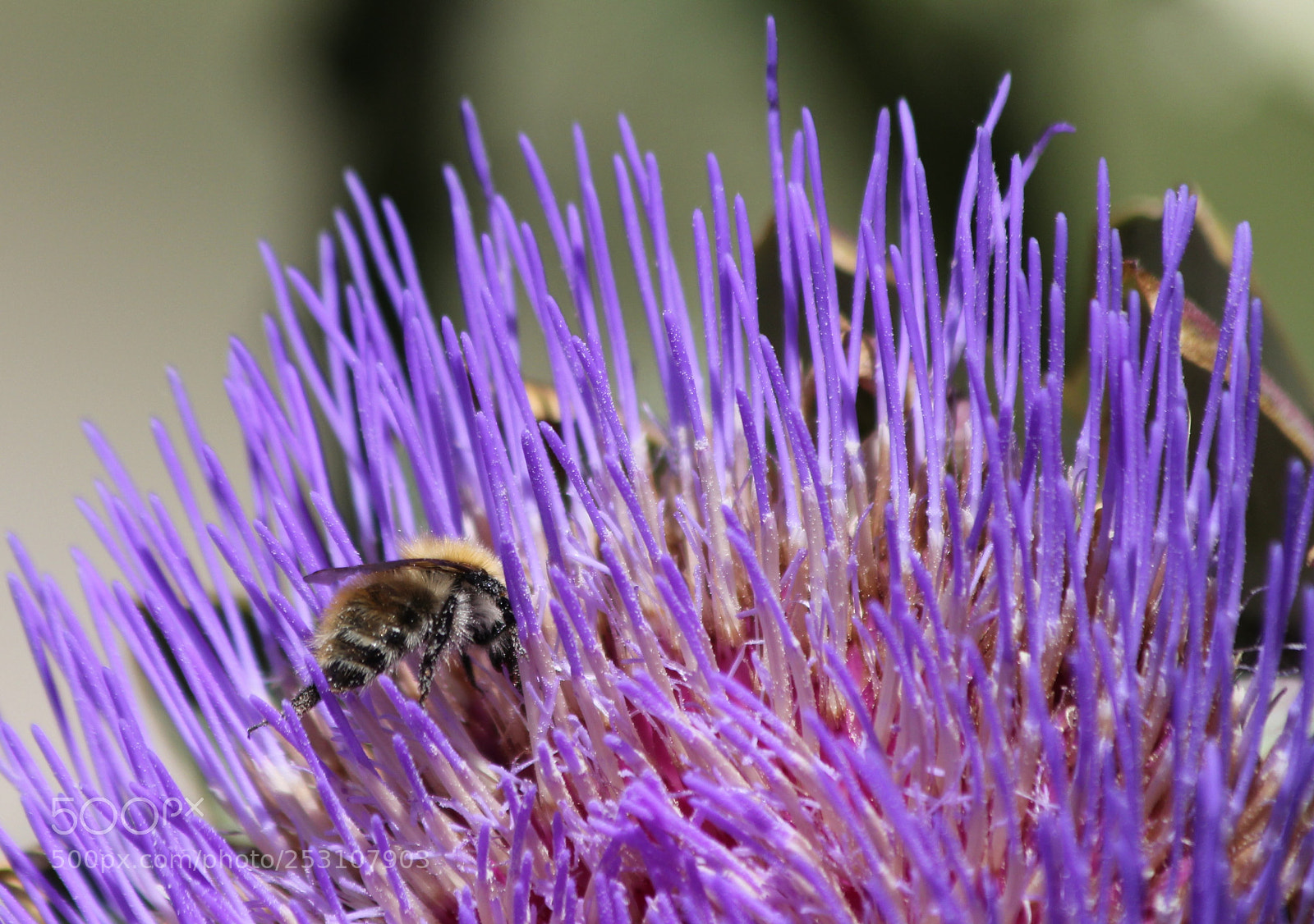 Canon EOS 60D sample photo. Orgie de pollen photography