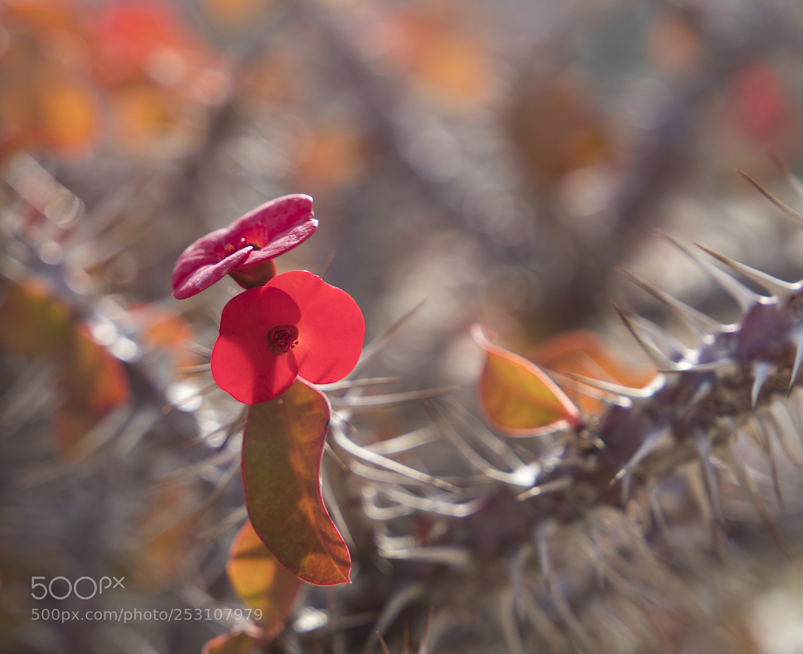 Canon EOS 6D Mark II sample photo. Hearted flower photography