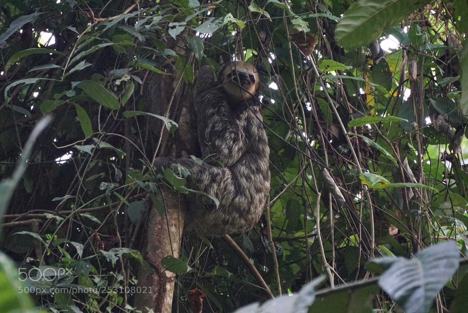 Sony a6000 sample photo. Sloth on a tree photography