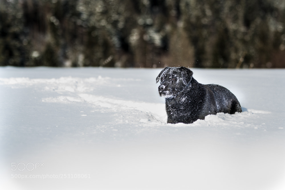 Nikon D3300 sample photo. Snow dog photography