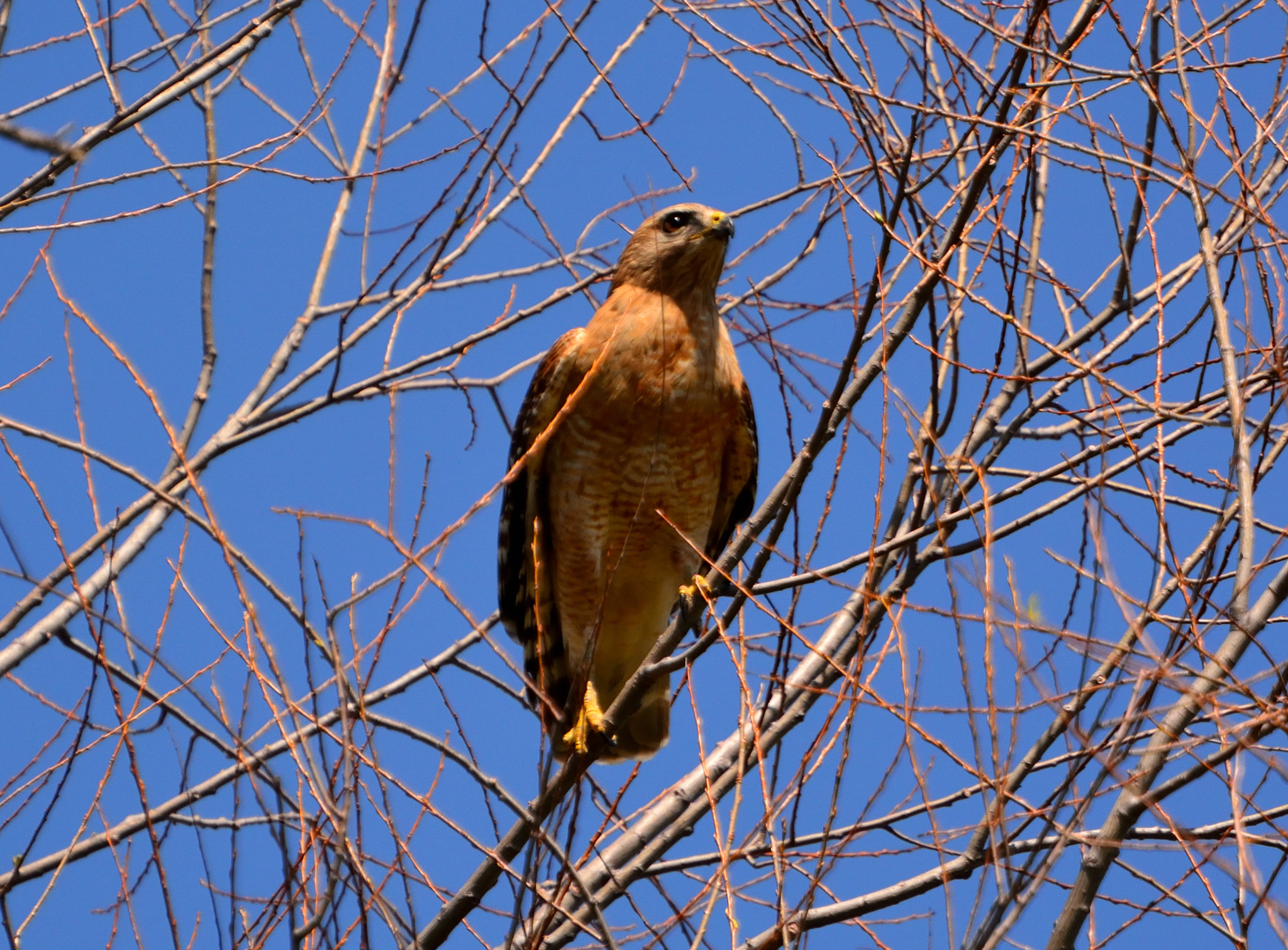 Nikon D5200 sample photo. Raptor noon 07 photography
