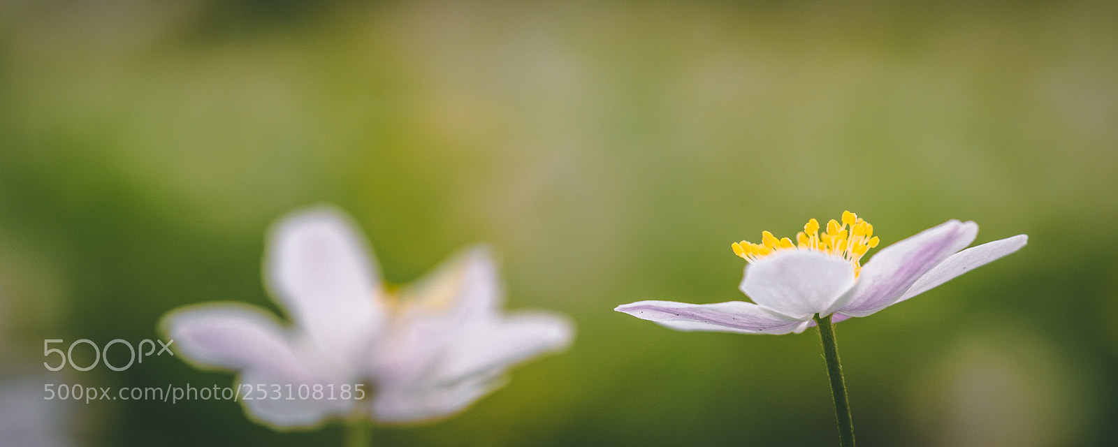 Sony a6500 sample photo. Wood anemone photography