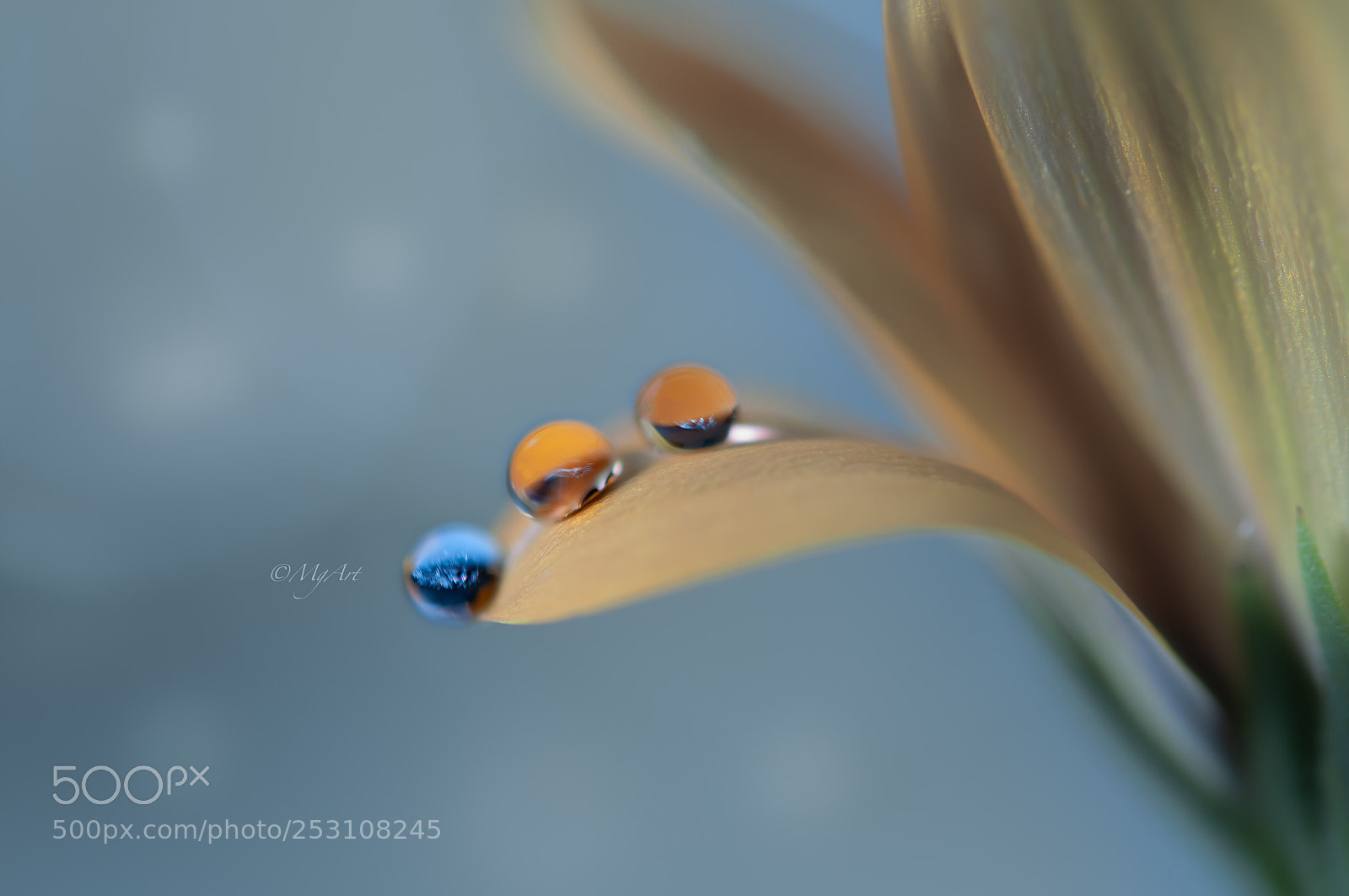 Nikon D300 sample photo. Drops of art photography