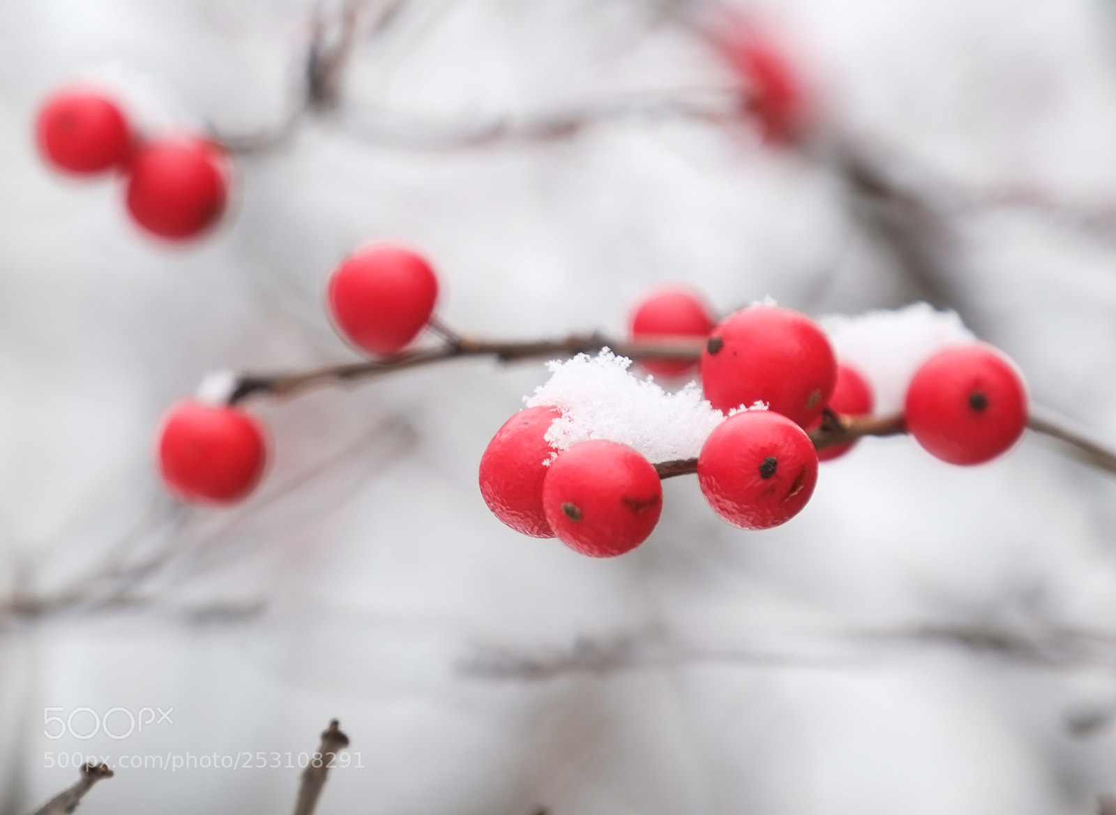 Fujifilm X-E1 sample photo. Snow berry photography