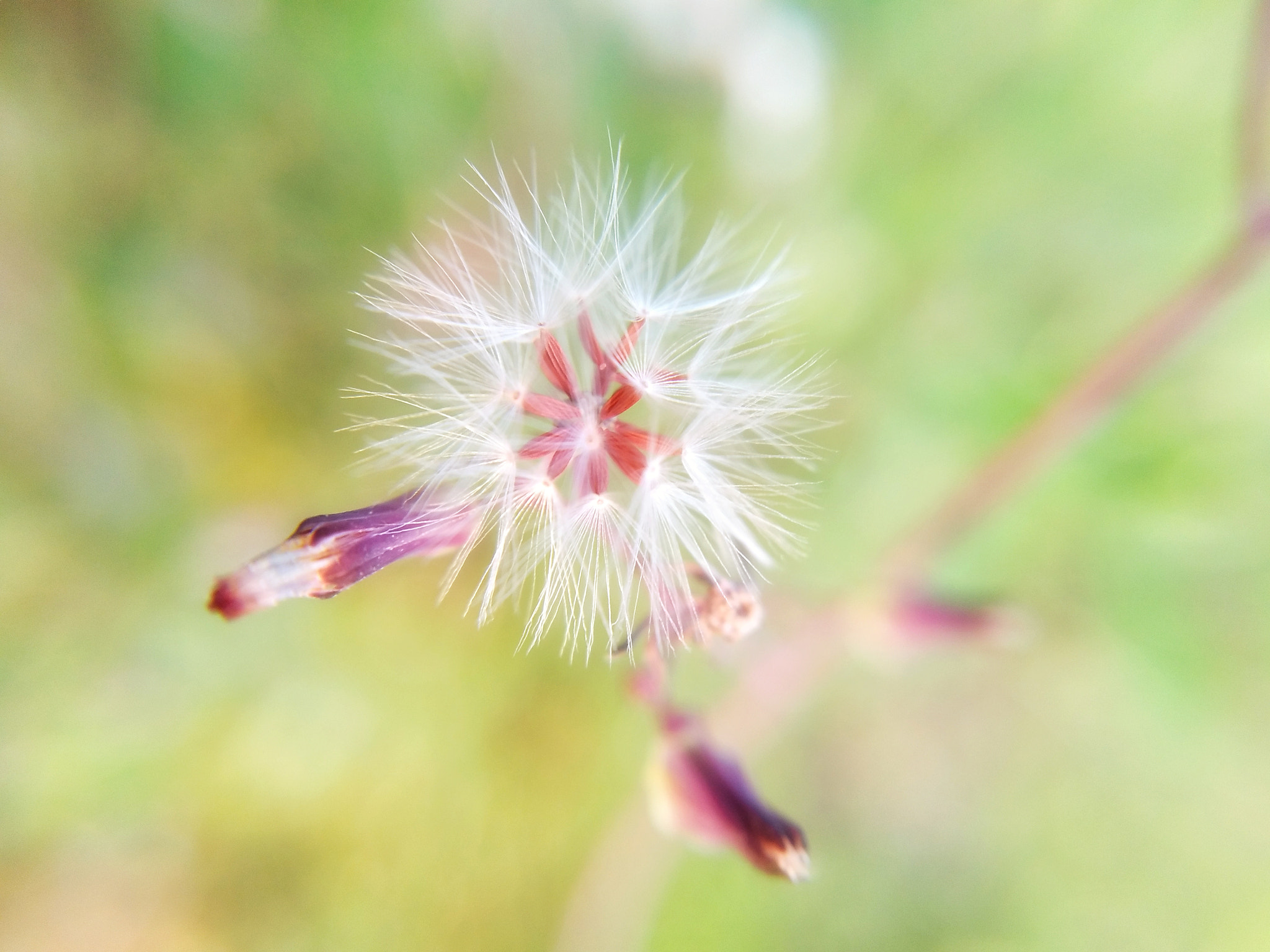 vivo X9 sample photo. Dandelion photography