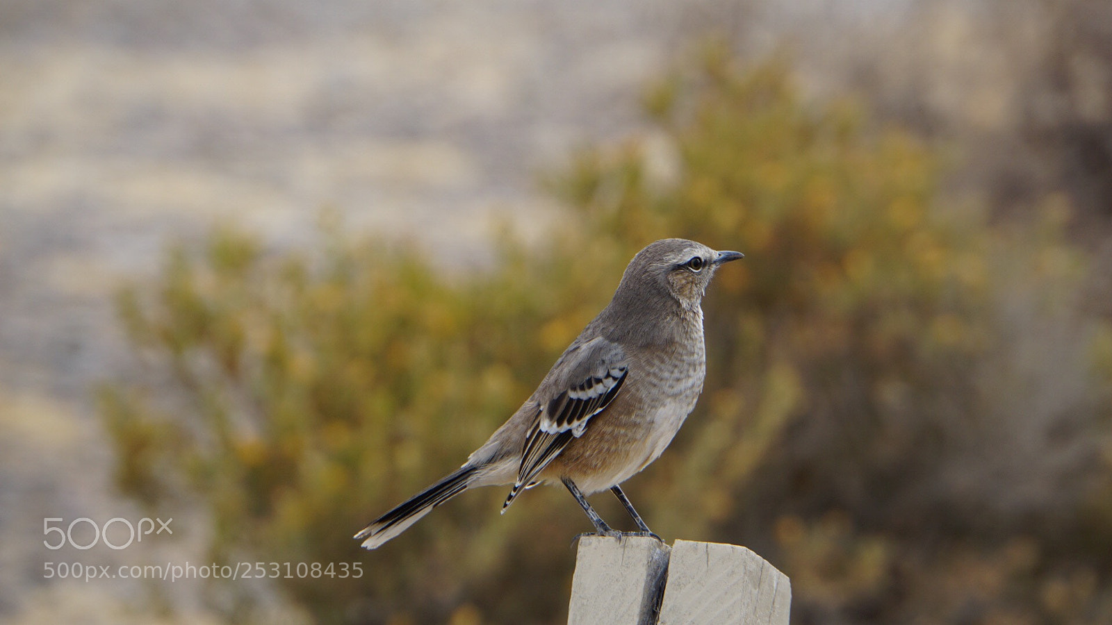 Sony a6000 sample photo. Calandria mora (mimus patagonicus) photography