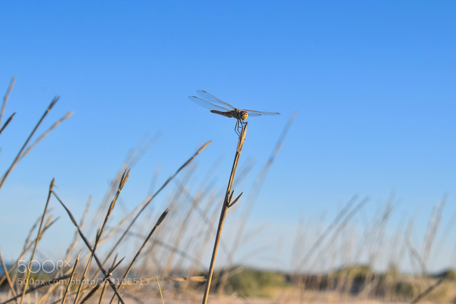 Nikon D3300 sample photo. Bzzz photography