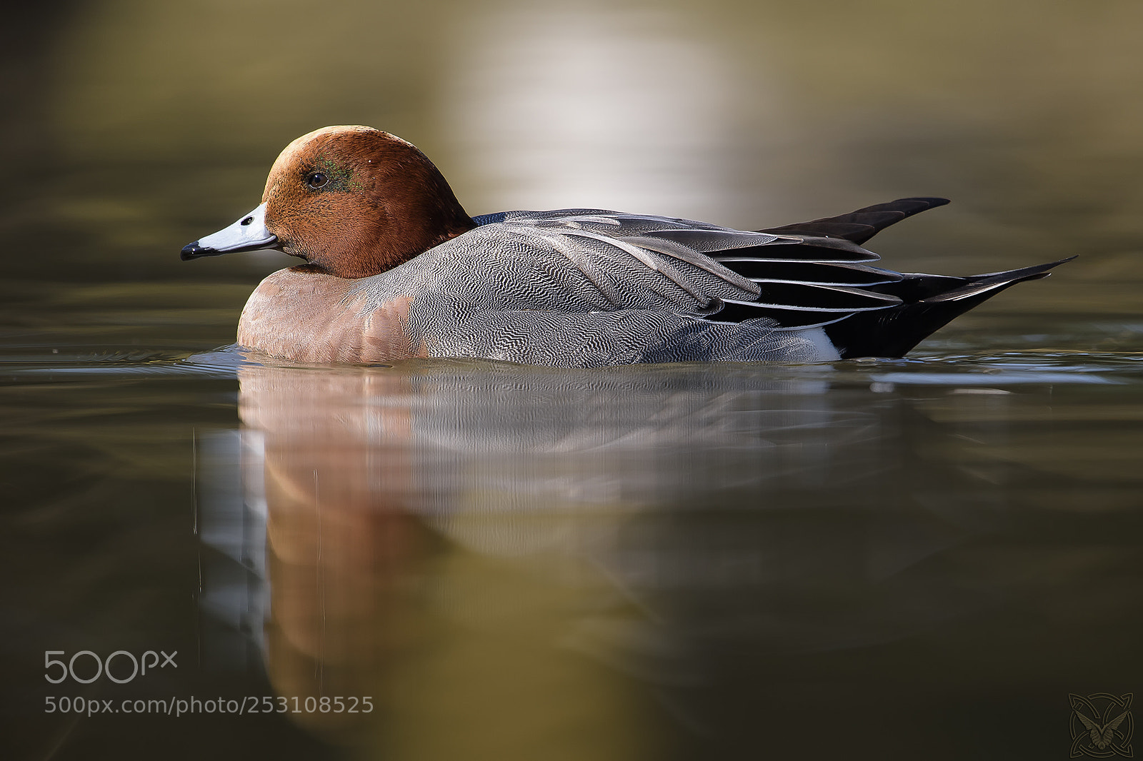 Nikon D4S sample photo. Anas penelope, fischione, canard photography