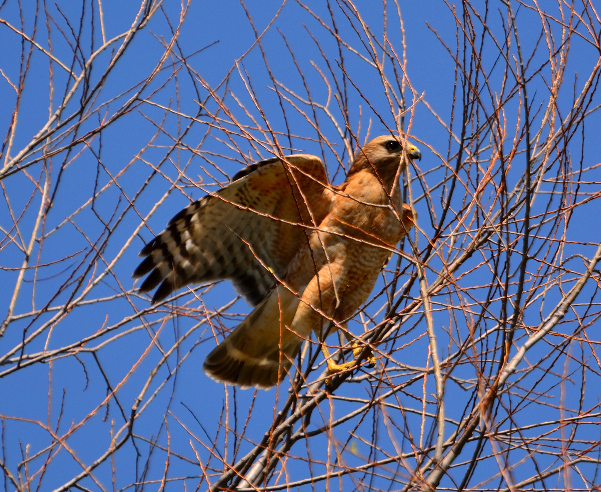 Nikon D5200 sample photo. Raptor noon 08 photography