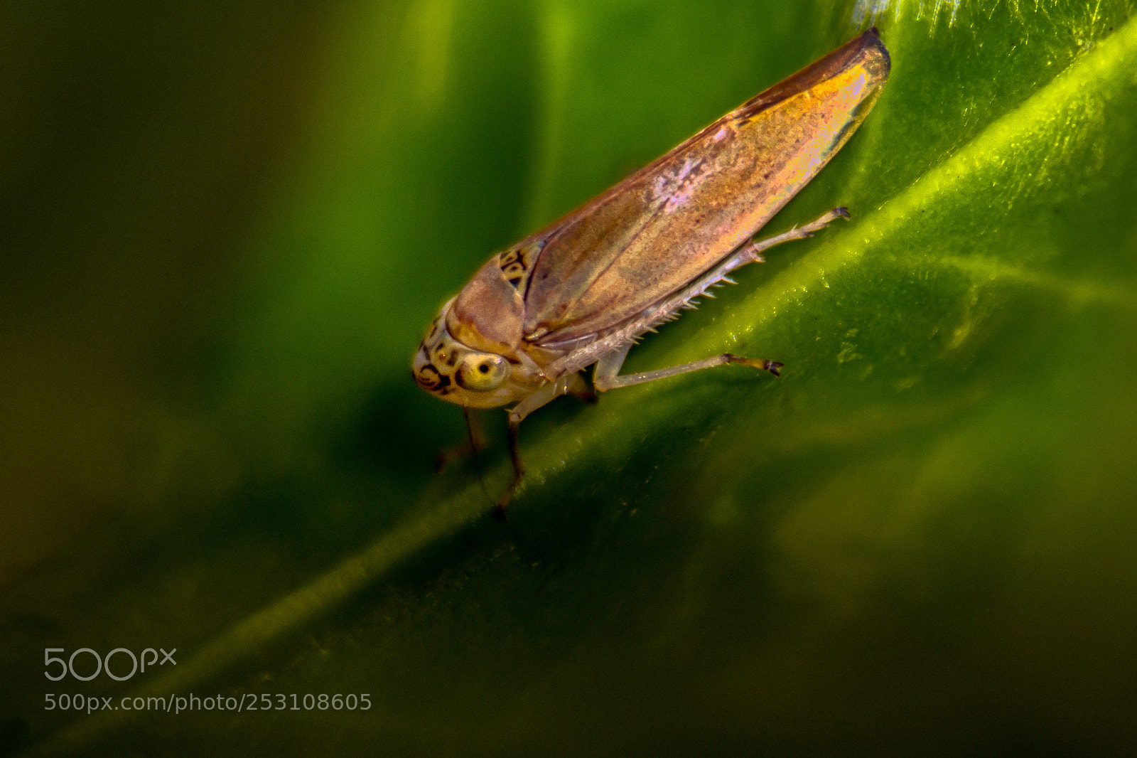 Nikon D7200 sample photo. Macro photography