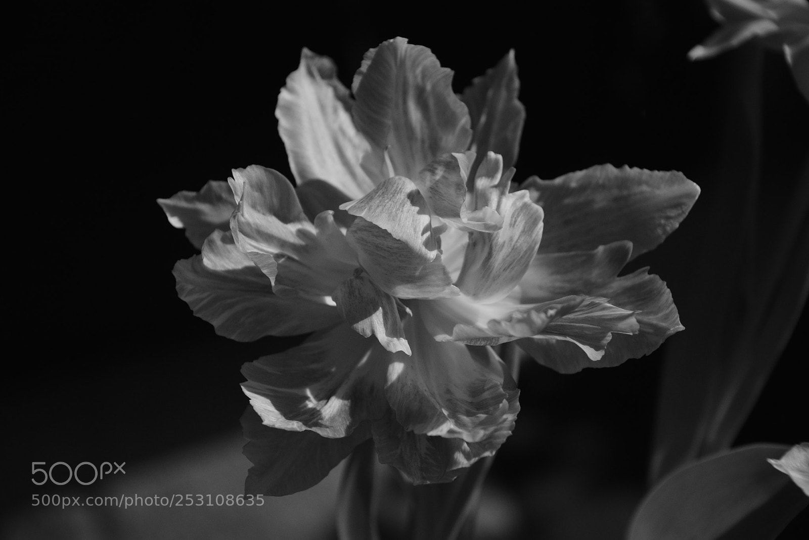 Nikon D5300 sample photo. Tulip in b w photography