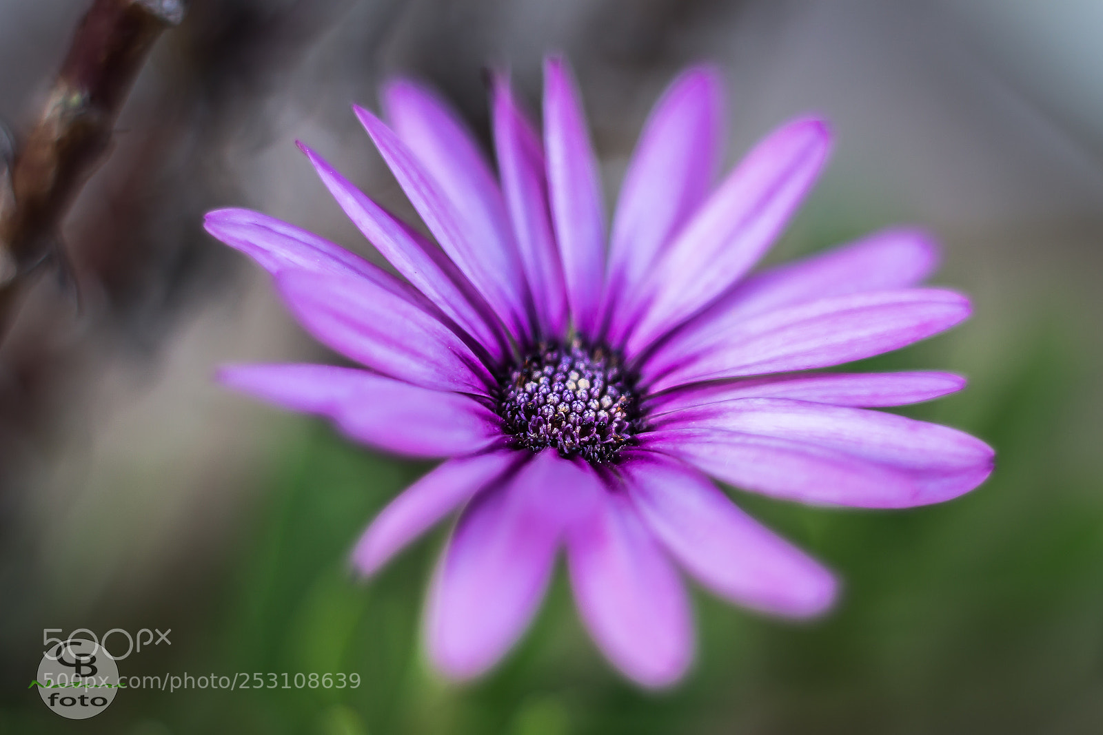 Canon EOS 1100D (EOS Rebel T3 / EOS Kiss X50) sample photo. Nice flower photography