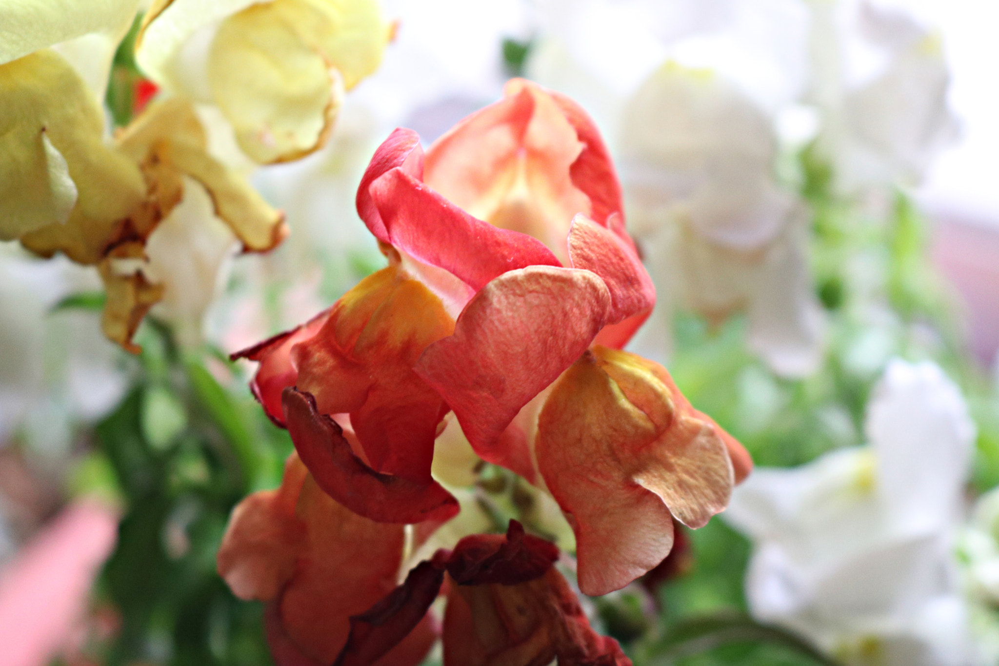 Canon EOS 80D sample photo. Untitled photography
