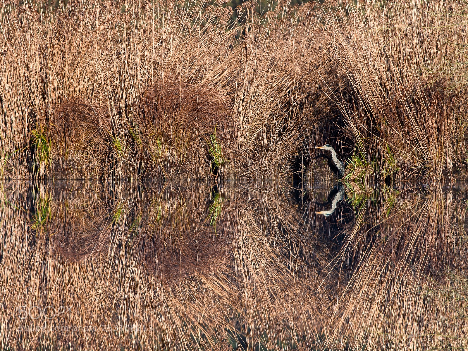 Nikon D4 sample photo. Reflection  photography