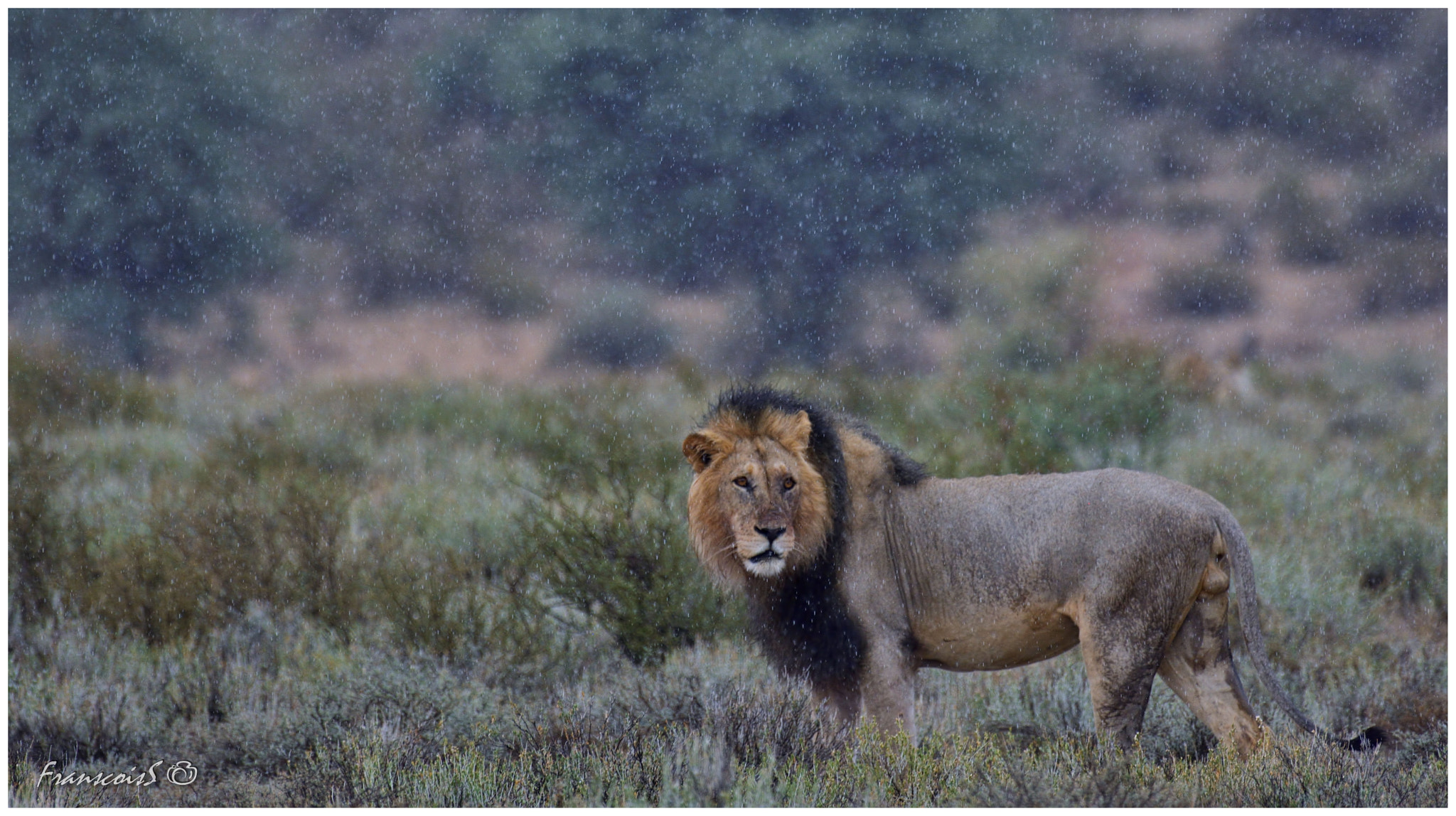 Nikon D7200 + Nikon AF-S Nikkor 200-500mm F5.6E ED VR sample photo. King in the rain photography