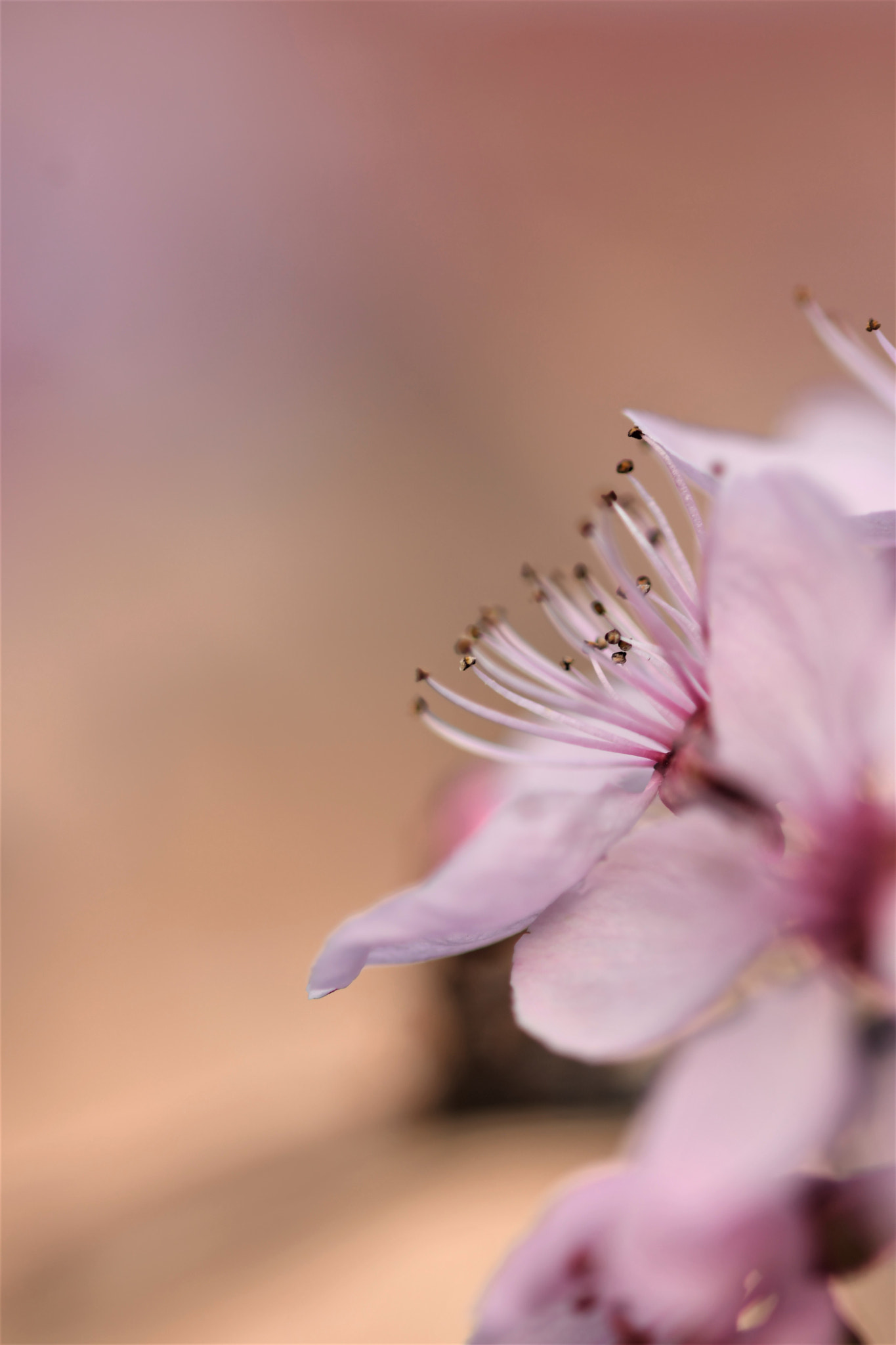 Nikon D500 + Sigma 105mm F2.8 EX DG OS HSM sample photo. Spring is all around... photography