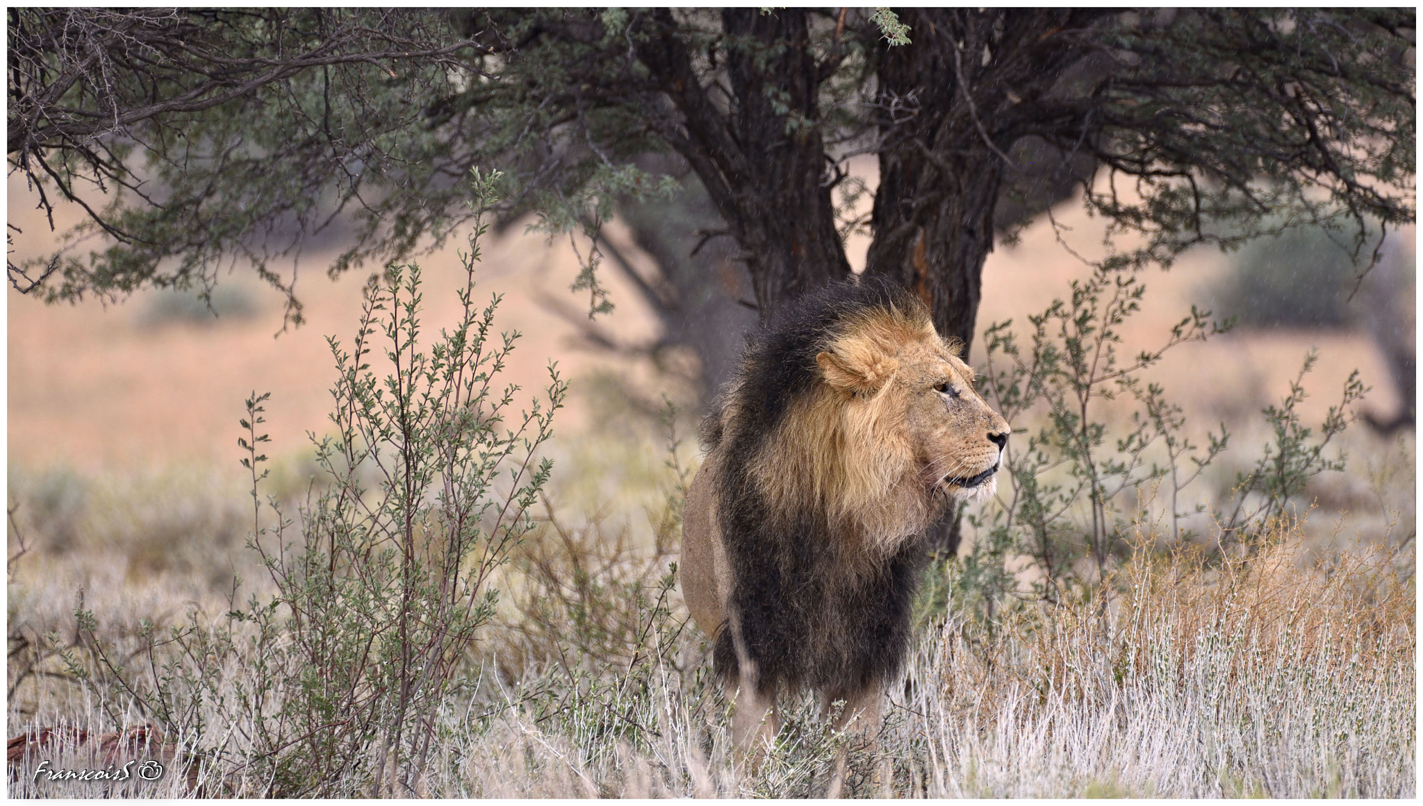 Nikon AF-S Nikkor 200-500mm F5.6E ED VR sample photo. Lion in the rain photography