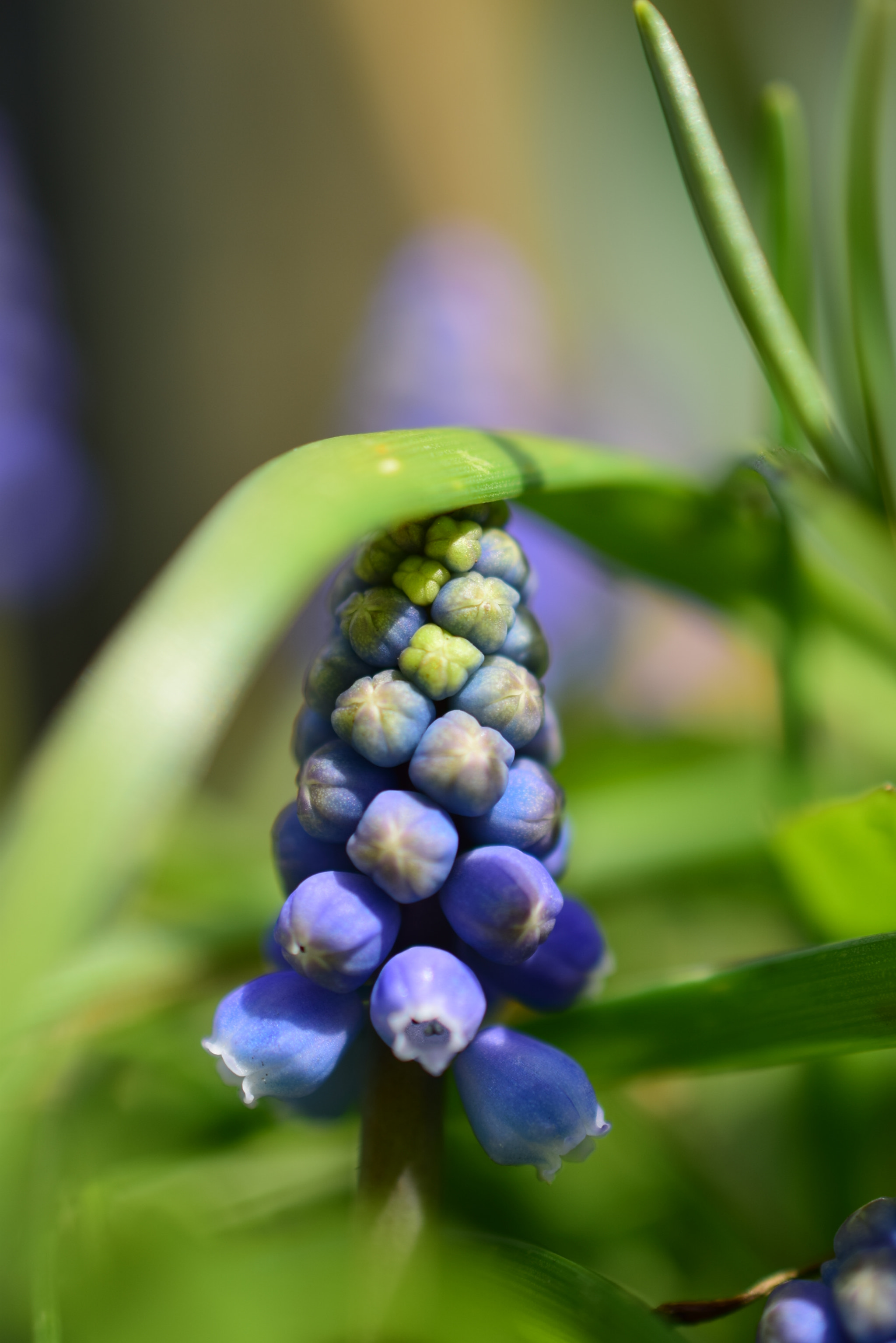 Nikon AF-S DX Micro Nikkor 40mm F2.8 sample photo. Close up / spring 2018 photography