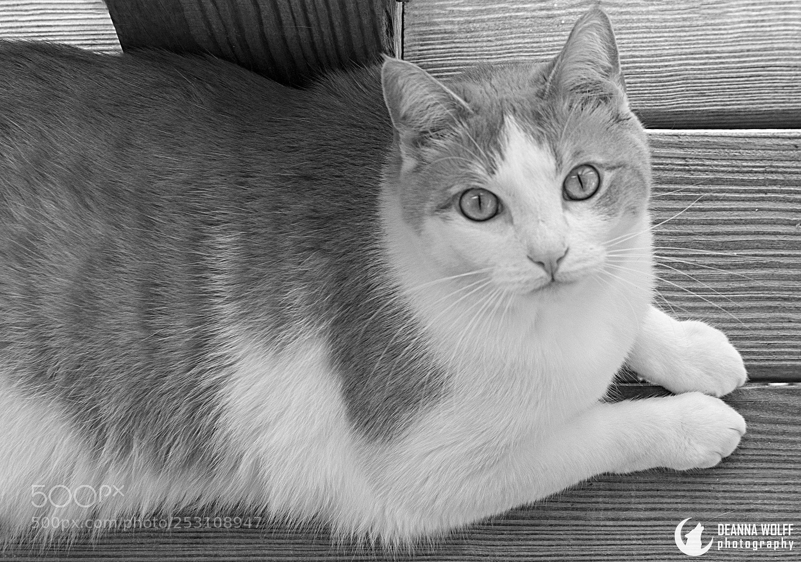 Nikon D5300 sample photo. Kitty in black & white photography
