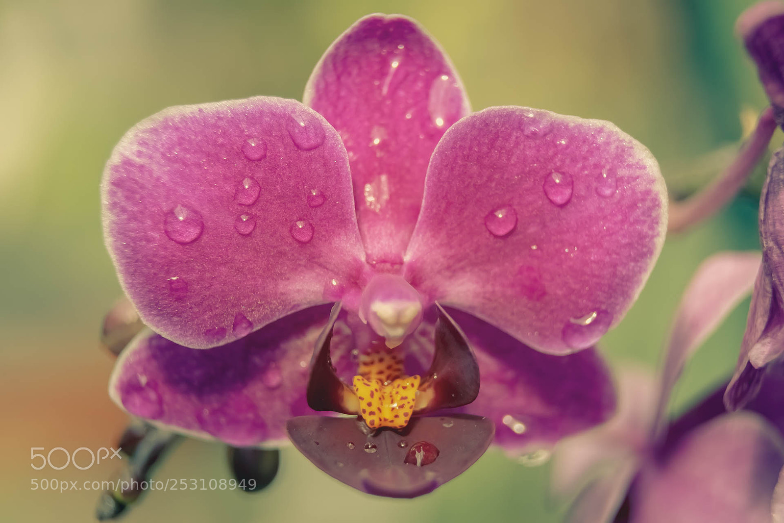 Nikon D5300 sample photo. Purple flower photography
