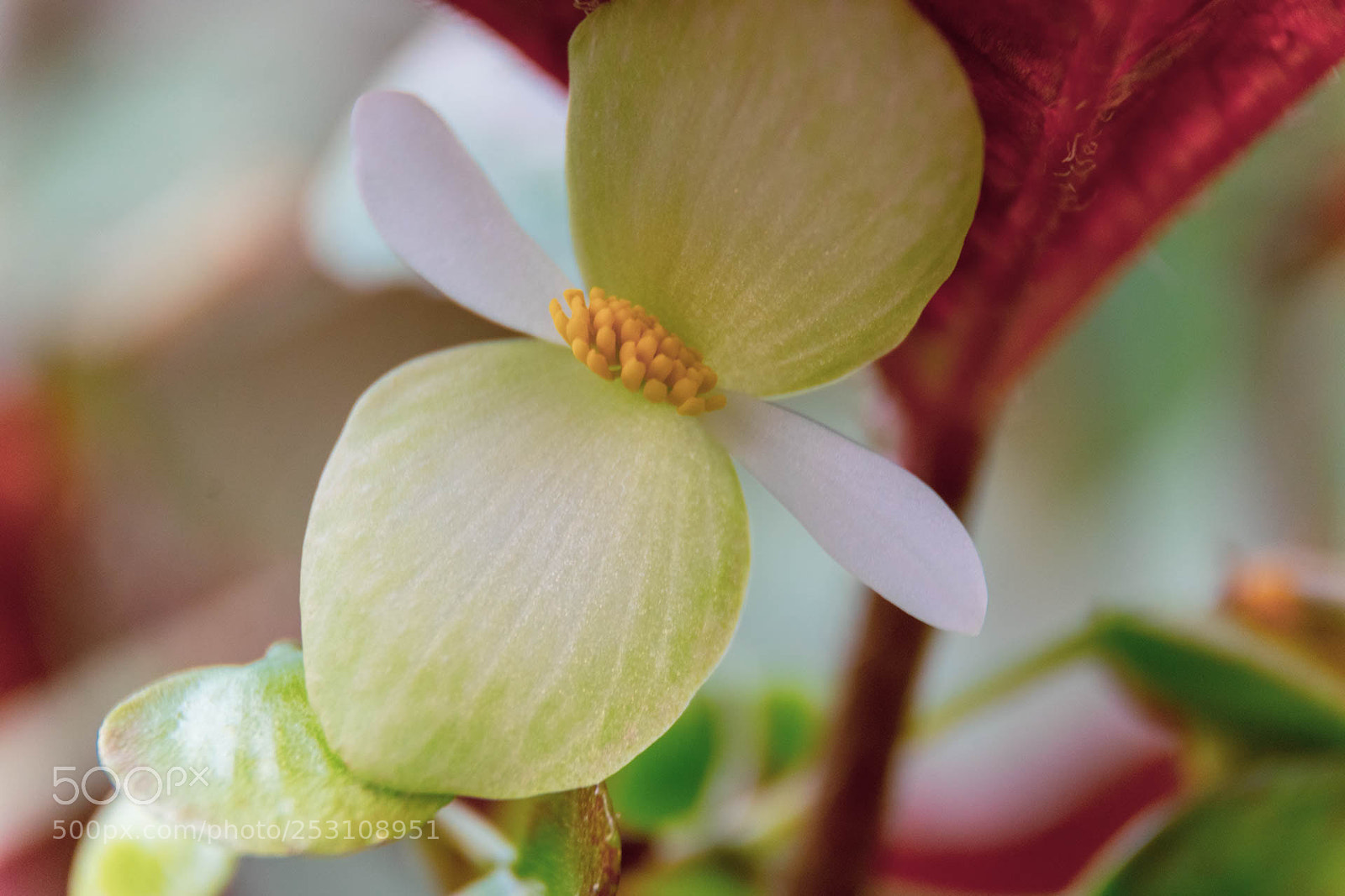 Nikon D5300 sample photo. Flower photography