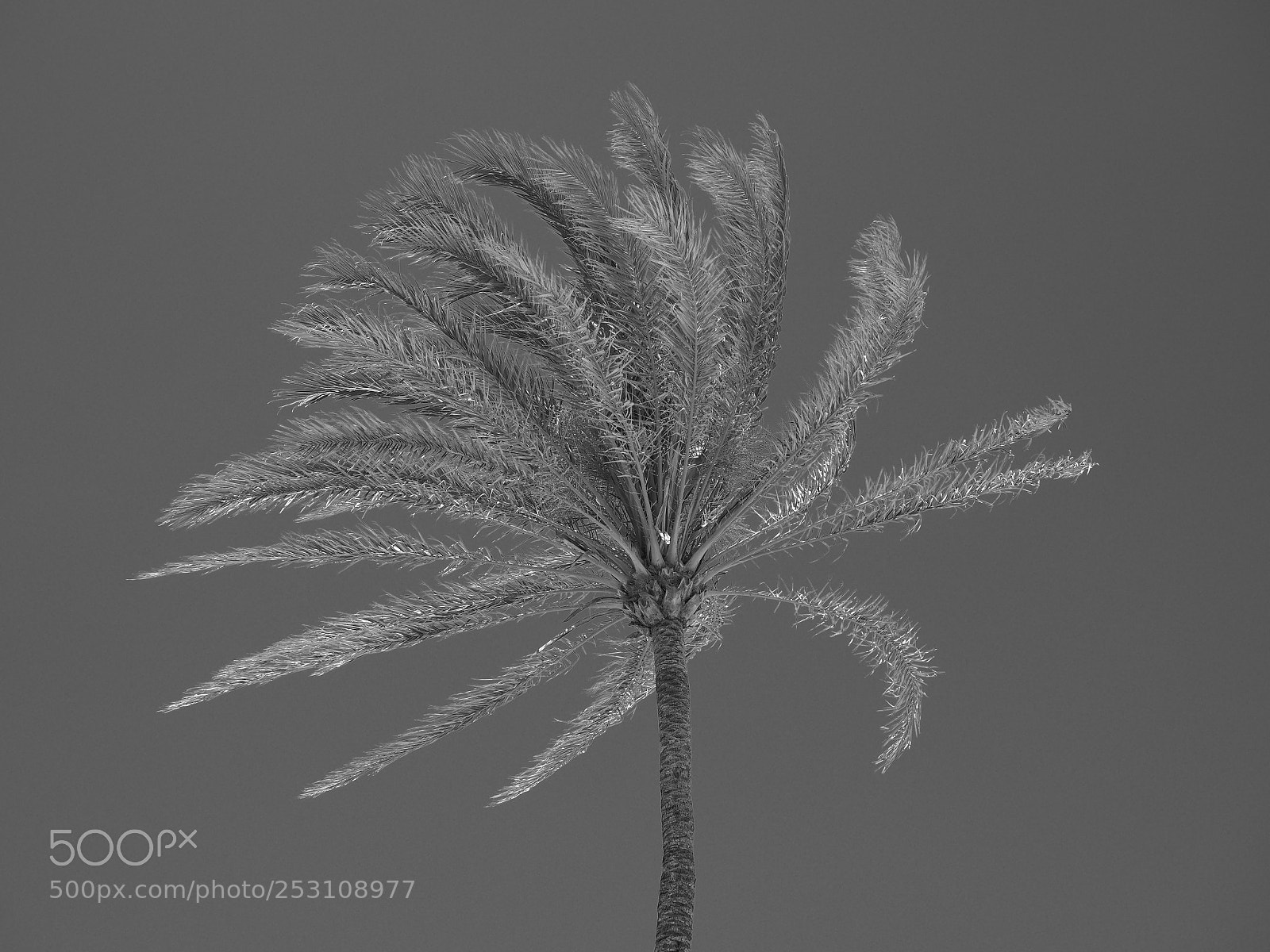 Olympus PEN-F sample photo. Palmera al viento photography