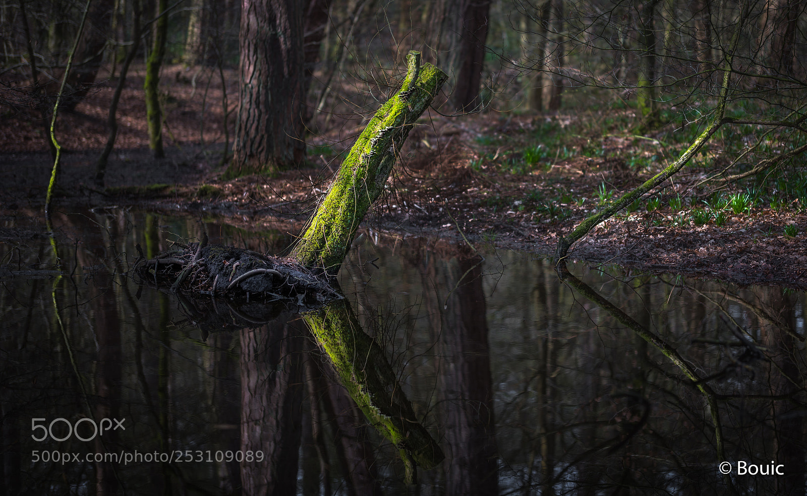 Leica SL (Typ 601) sample photo. Three tree reflections photography