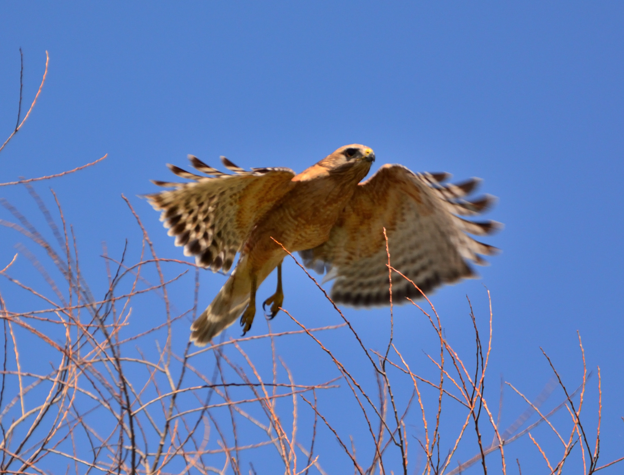 Nikon D5200 sample photo. Raptor noon 09 photography