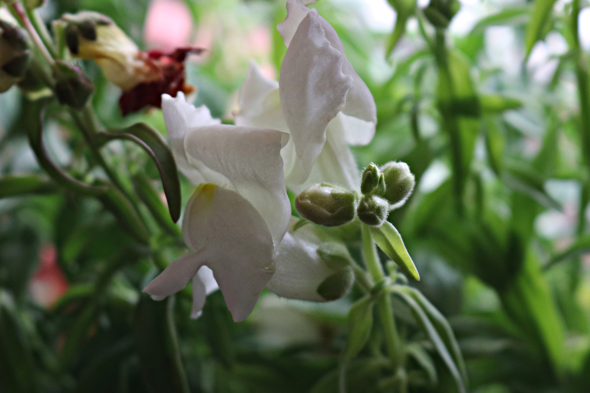 Canon EOS 80D sample photo