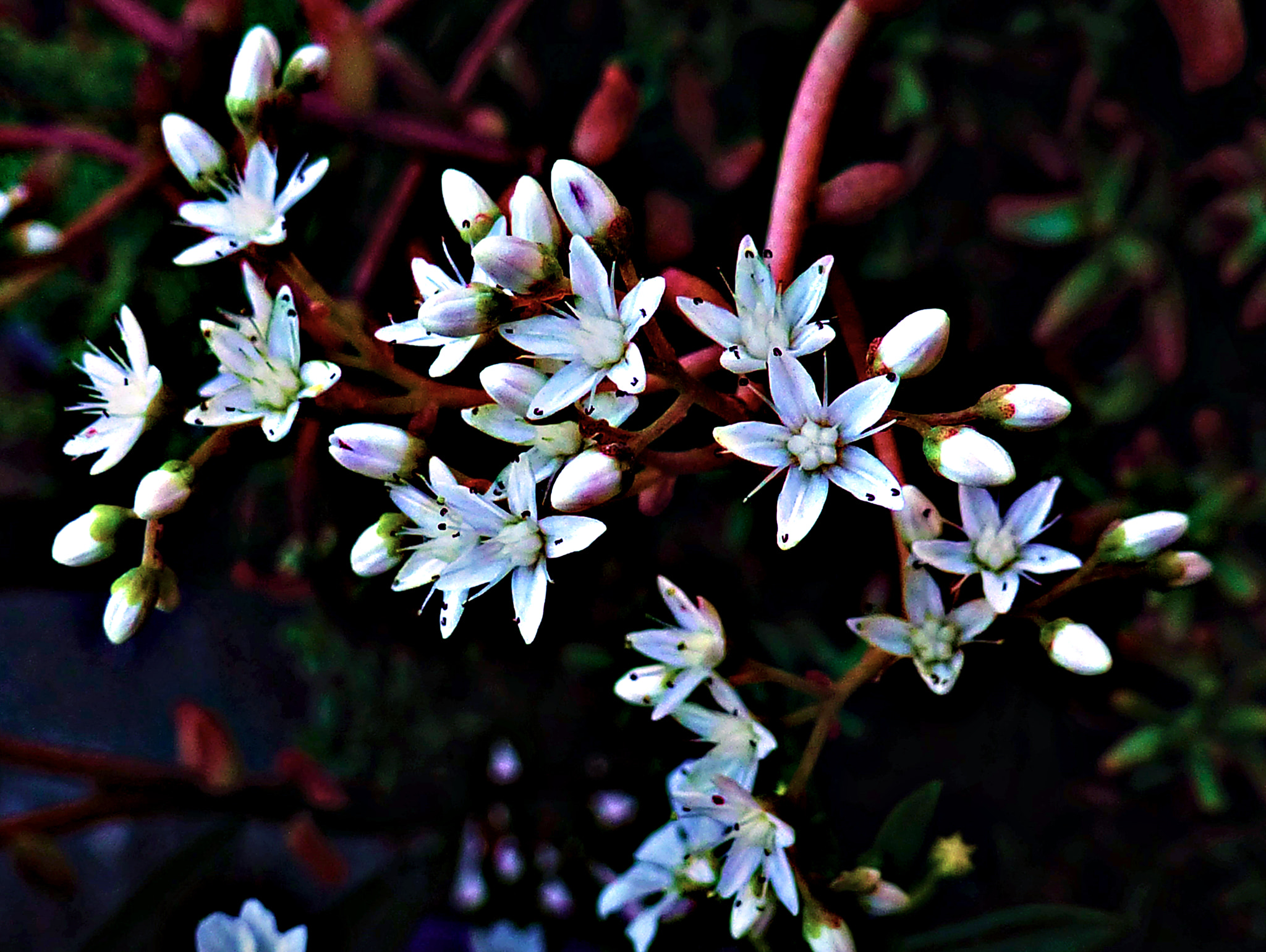 Panasonic Lumix DMC-ZS15 (Lumix DMC-TZ25) sample photo. Fiori photography