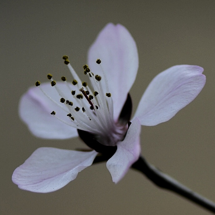 Nikon AF-S Micro-Nikkor 105mm F2.8G IF-ED VR sample photo. Pink flower photography